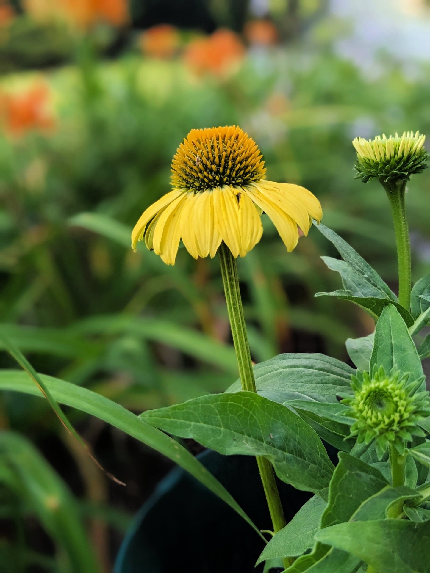 50 OZARK GOLD CONEFLOWER Echinacea Paradoxa Yellow Bush's Coneflower Flower Seeds