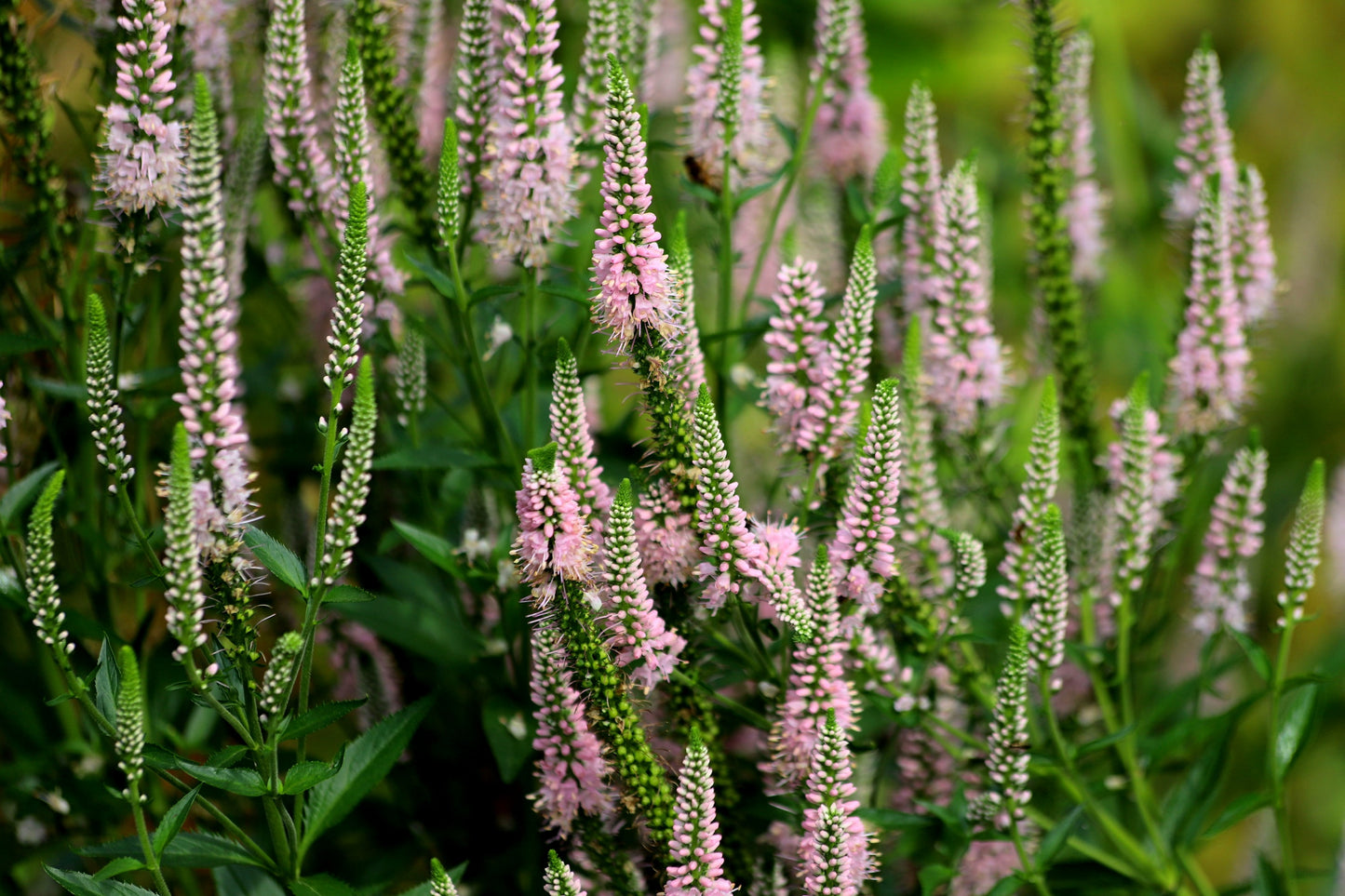 veronica plant seeds 50 Pink VERONICA Longifolia / SPIKE SPEEDWELL Flower Seeds – Seedville USA