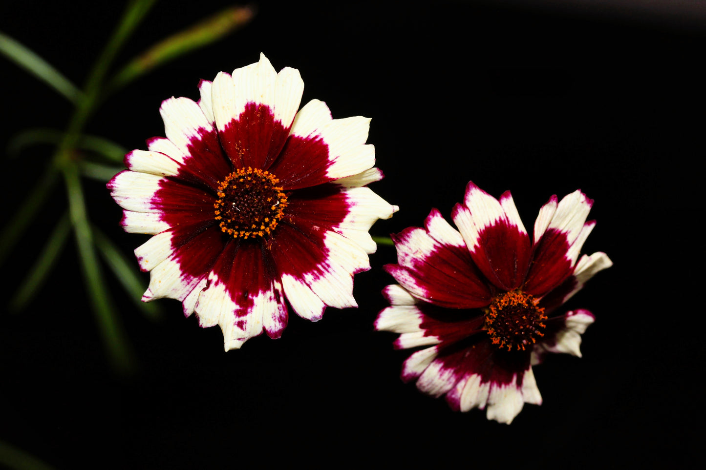 30 INCREDIBLE SWIRL COREOPSIS White & Burgundy Red Tickseed Flower Seeds