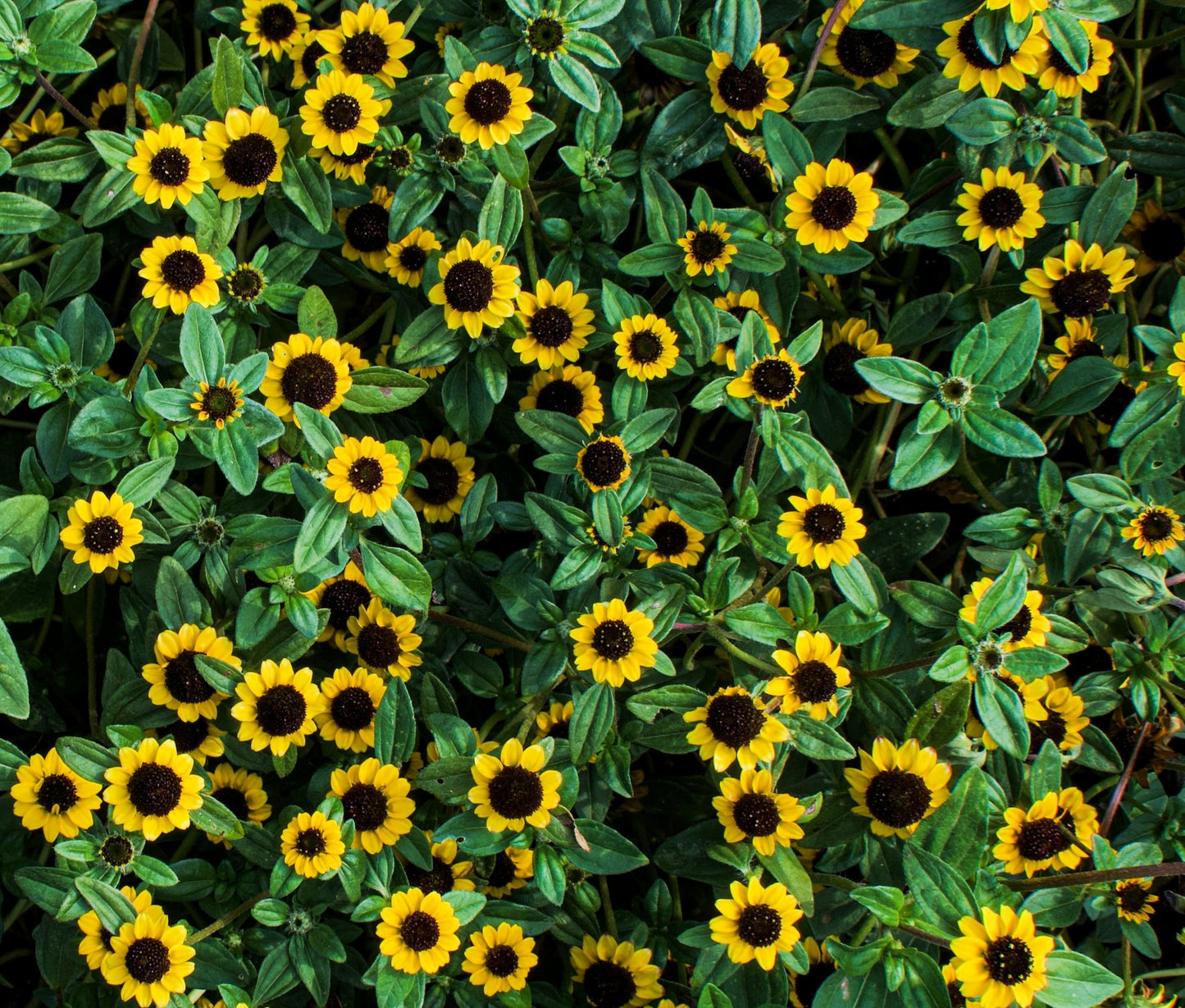 150 YELLOW CREEPING ZINNIA Sanvitalia Procumbens Seeds