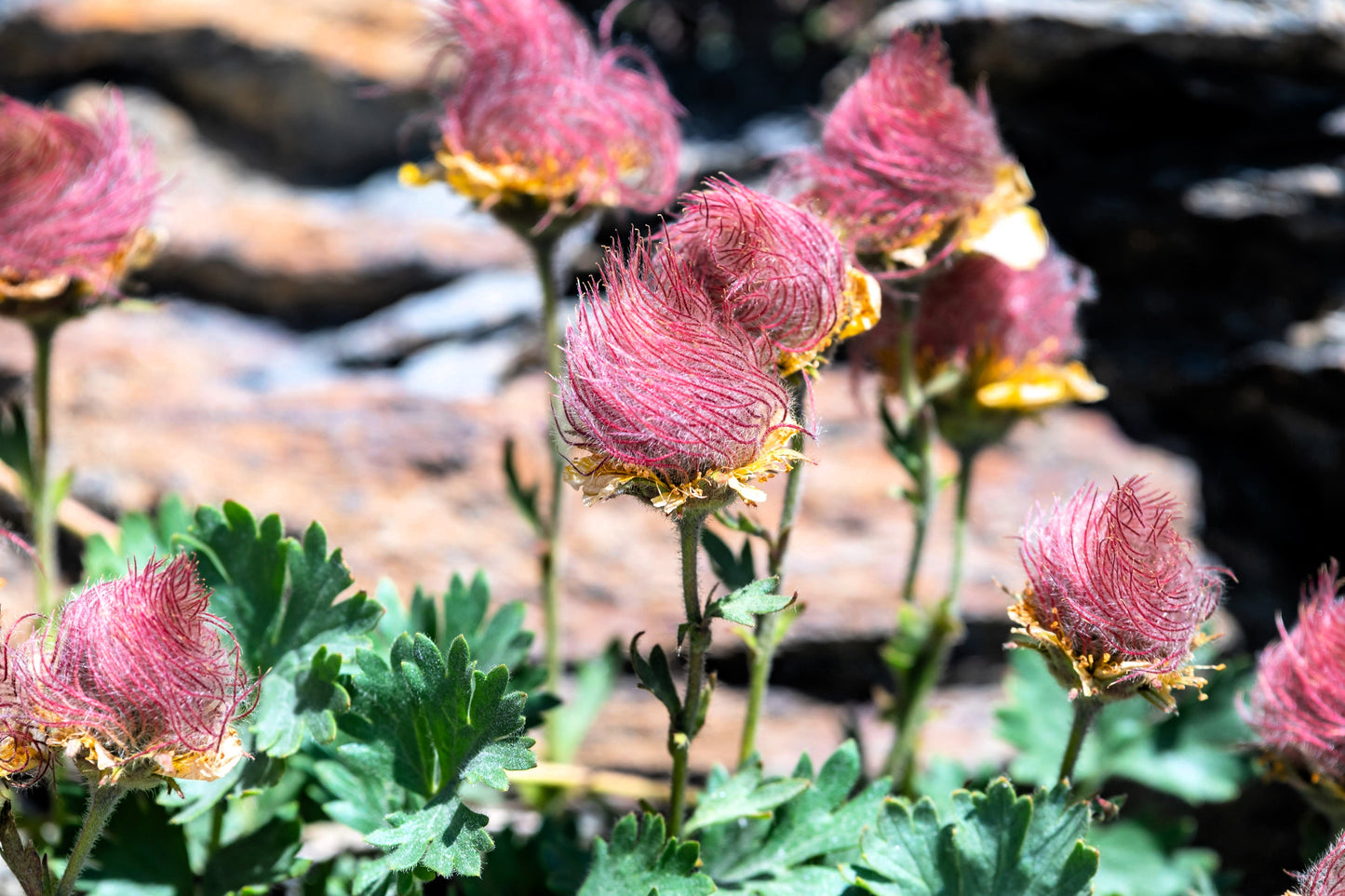 25 PRAIRIE SMOKE Geum Triflorum Purple Prairie Avens Pink Flower Seeds