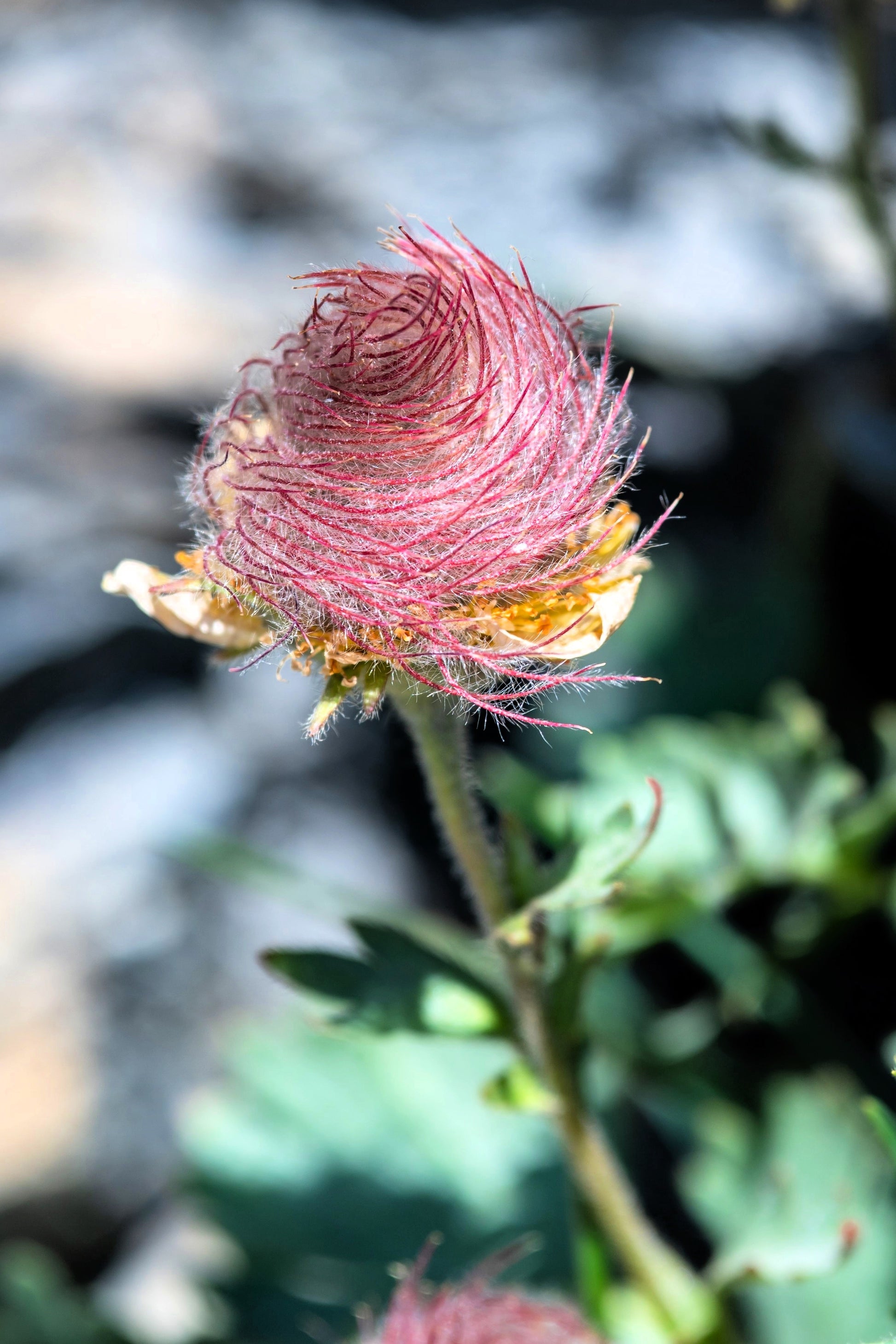 prairie smoke flower seeds zone 25 PRAIRIE SMOKE Geum Triflorum Purple Prairie Avens Pink Flower Seeds