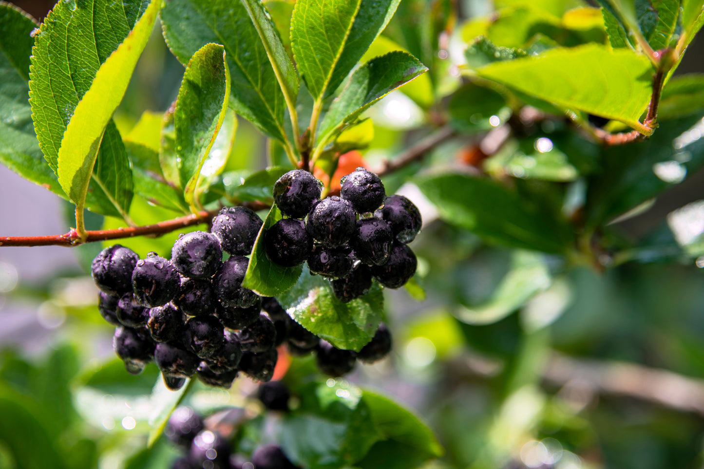 30 PURPLE CHOKEBERRY Aronia Prunifolia White Flower Fruit Shrub Seeds