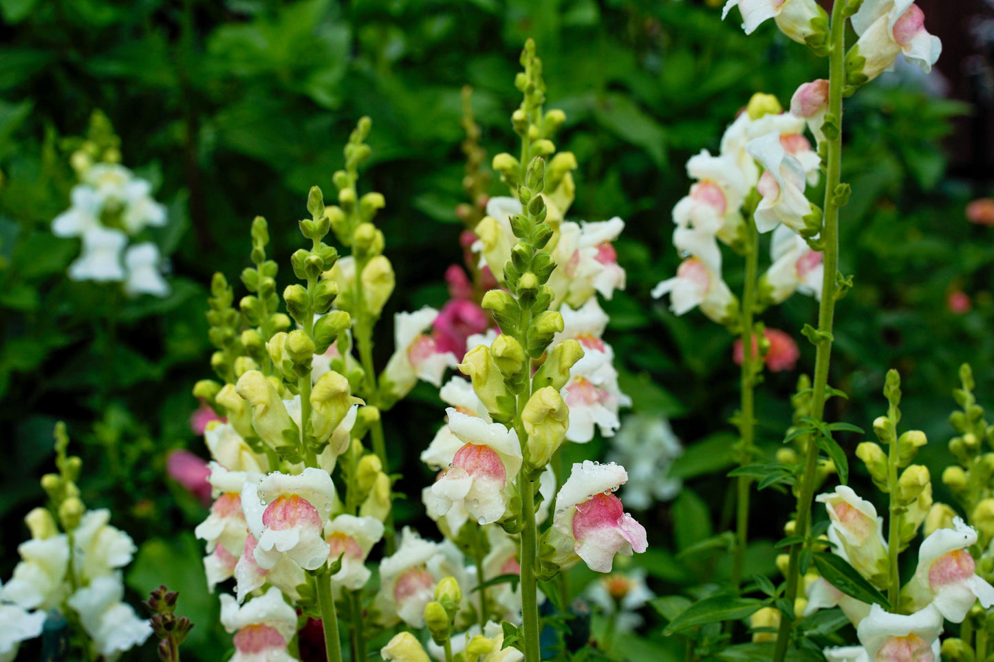 500 APPLE BLOSSOM SNAPDRAGON Antirrhinum Majus Appleblossom Pink Coral White Yellow Flower Seeds