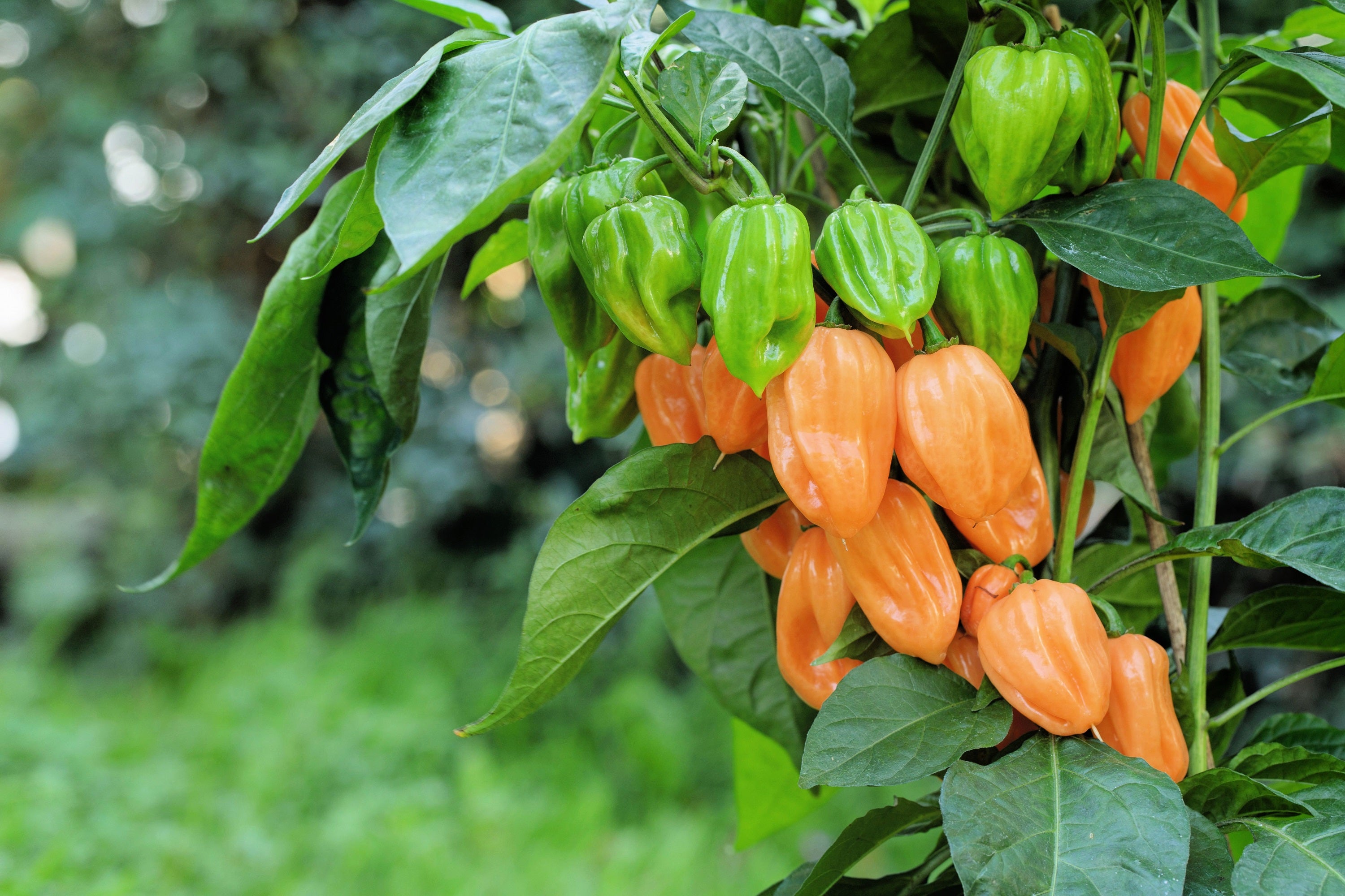 Seedville Habanero Pepper Seeds