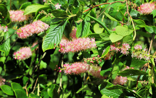 20 Pink SUMMERSWEET BUSH Clethra Alnifolia Rosea Fragrant Flower Shrub Seeds