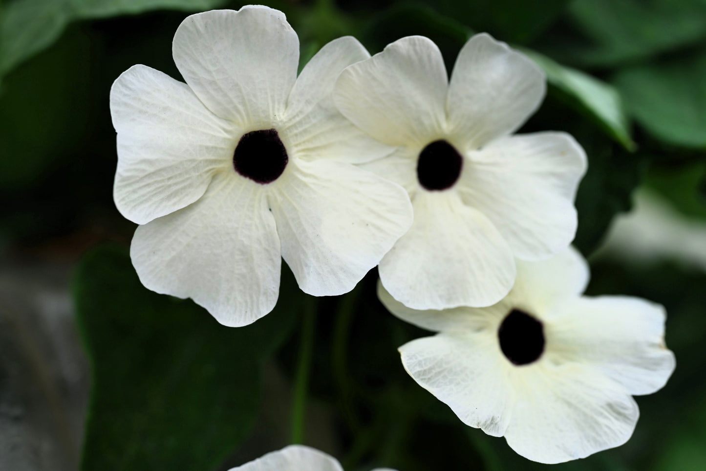 10 WHITE THUNBERGIA Alata VINE Black Eyed Susan Vine Flower Seeds