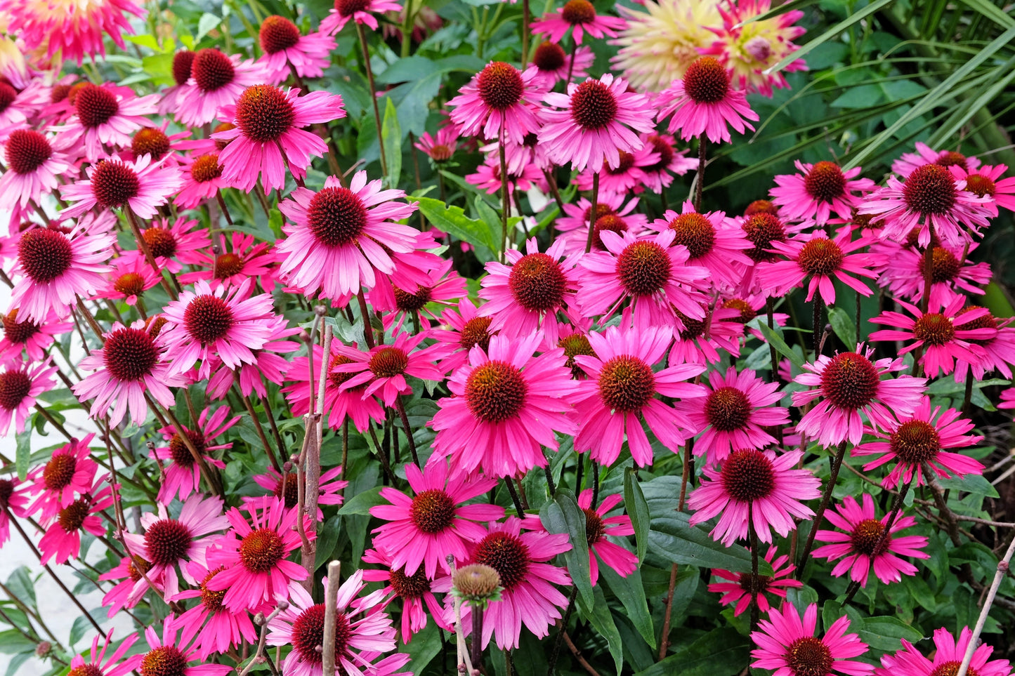 25 BRIGHT STAR CONEFLOWER Echinacea Purpurea Lavender Bright Rose Pink Flower Seeds