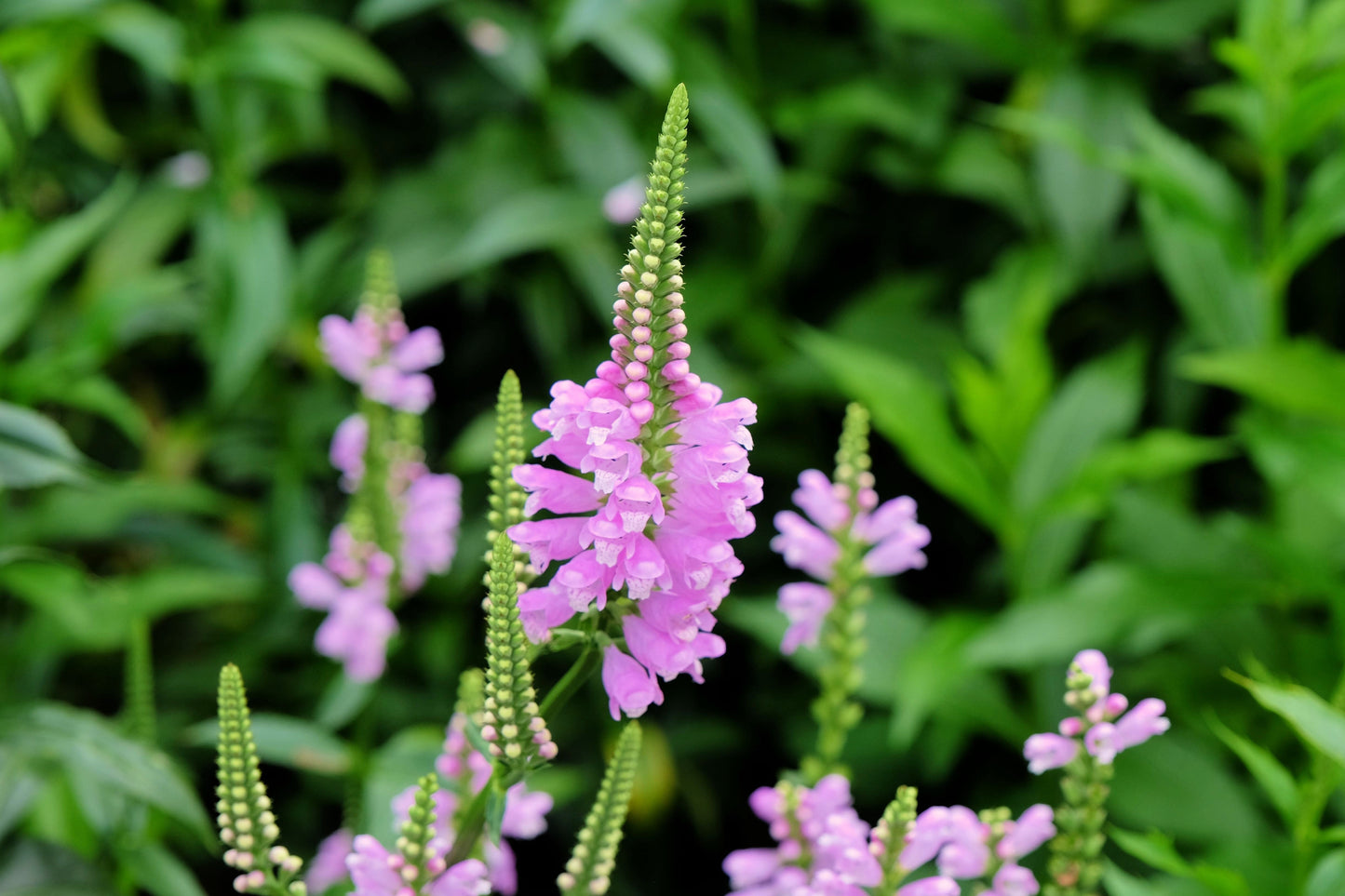 50 PINK Showy OBEDIENT PLANT (False Dragon Head) Physostegia Virginiana Flower Seeds