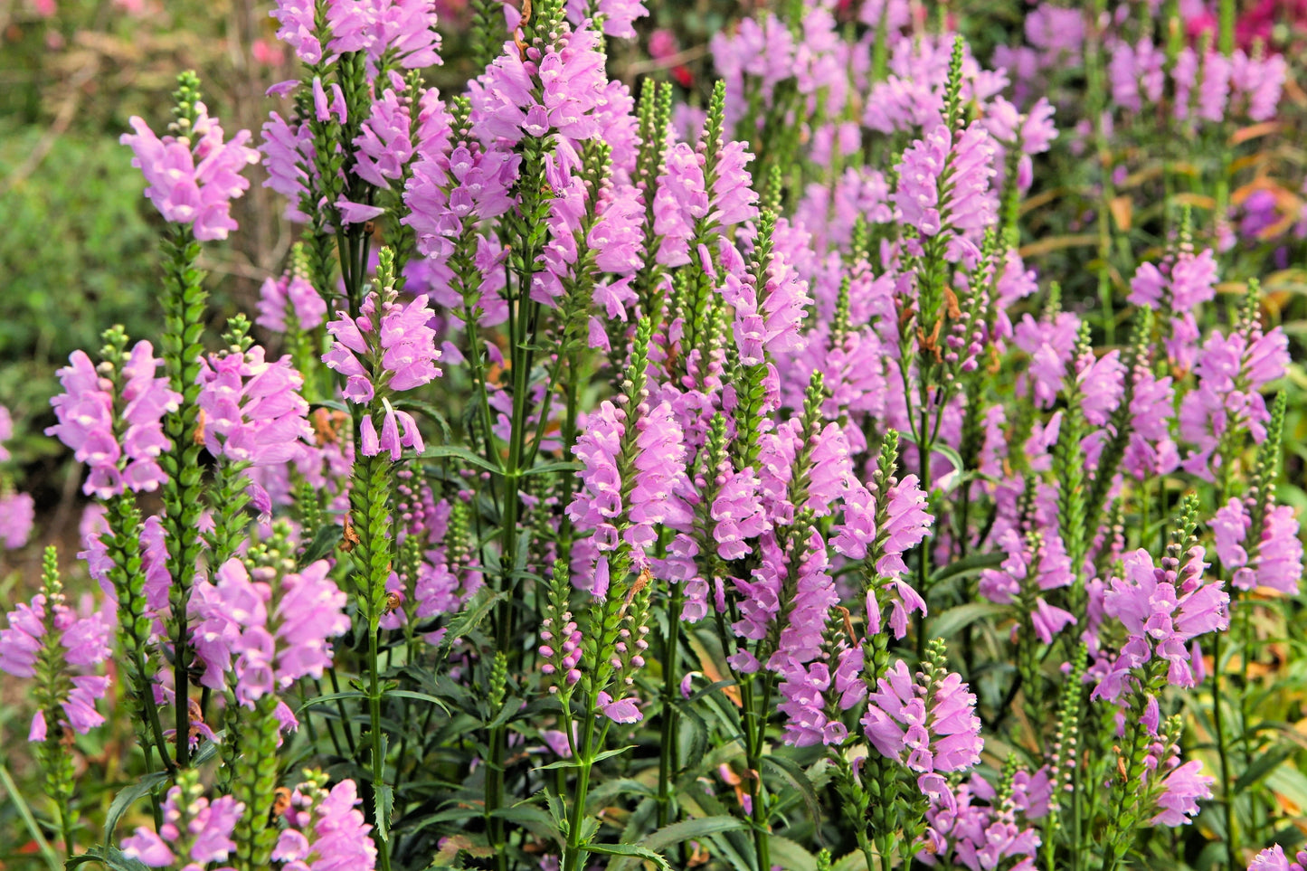 50 PINK Showy OBEDIENT PLANT (False Dragon Head) Physostegia Virginiana Flower Seeds