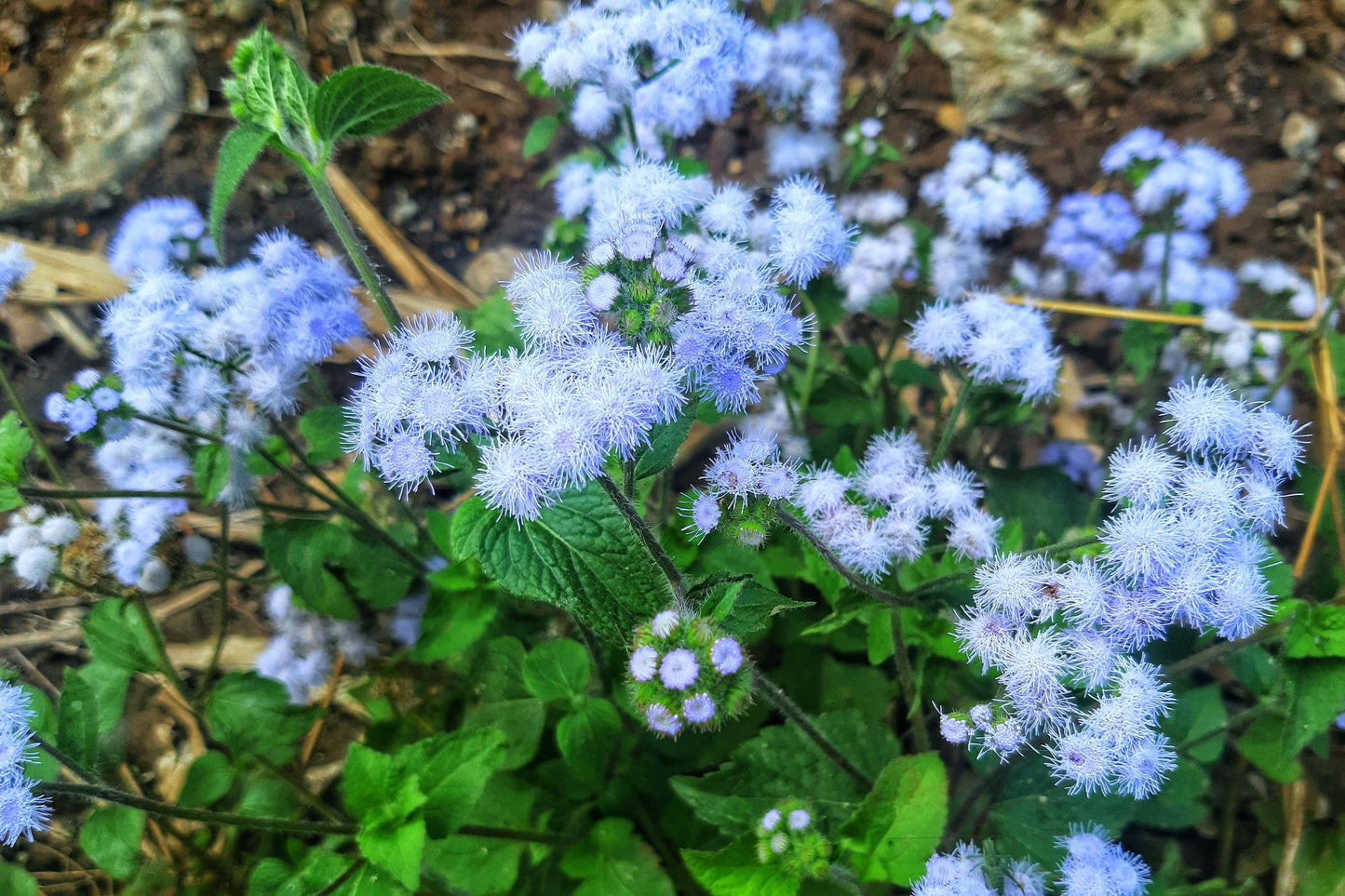 250 Dwarf BLUE BEDDER AGERATUM aka Floss Flower Ageratum Houstonianum Flower Seeds