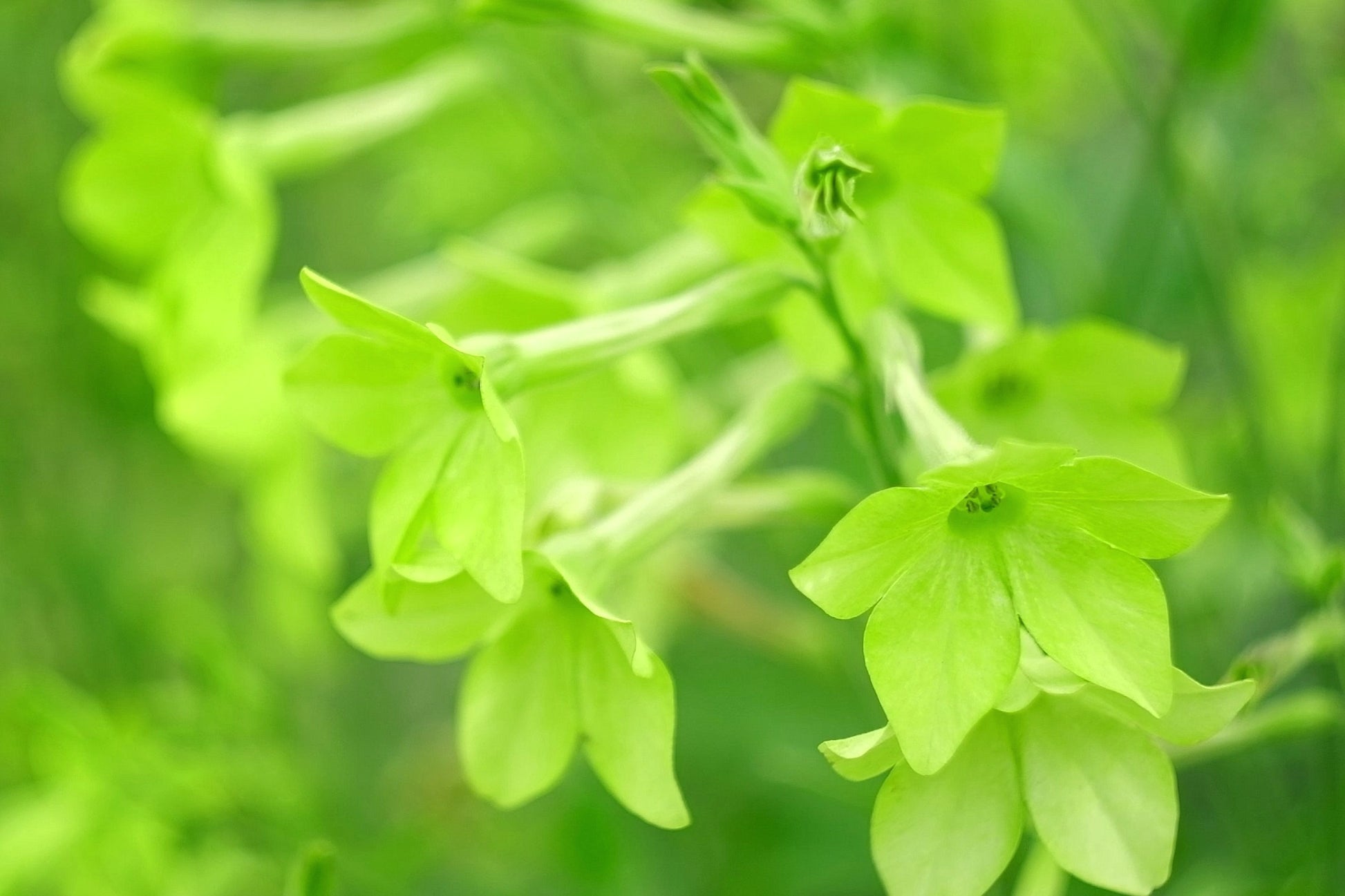 how to remove tobacco smell from house How to Get Smoke Smell Out of Your House, Furniture and More how to remove tobacco smell from house How to Get Smoke Smell Out of Your House, Furniture and More