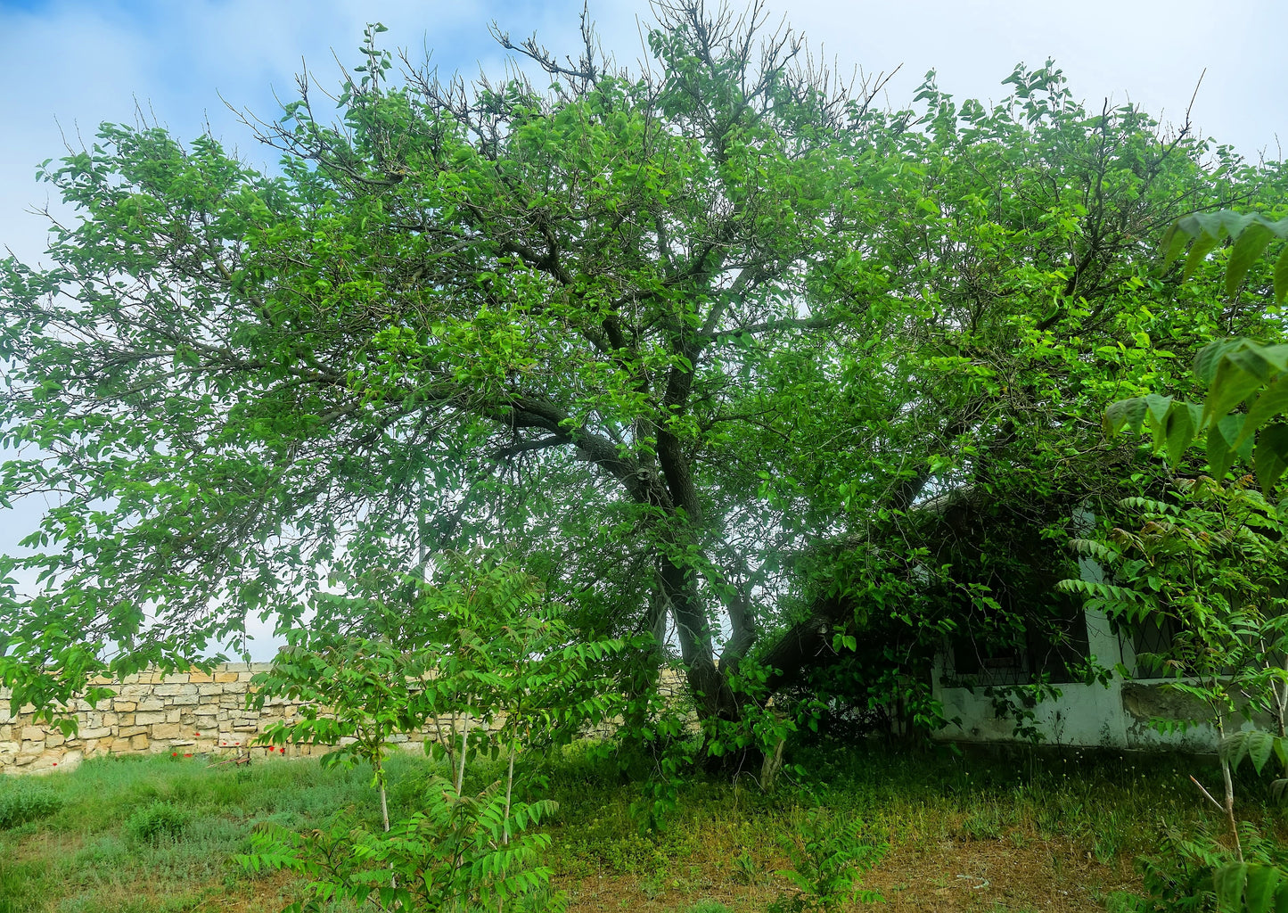 15 Red MULBERRY Morus Rubra Black Fruit Shrub Tree Seeds