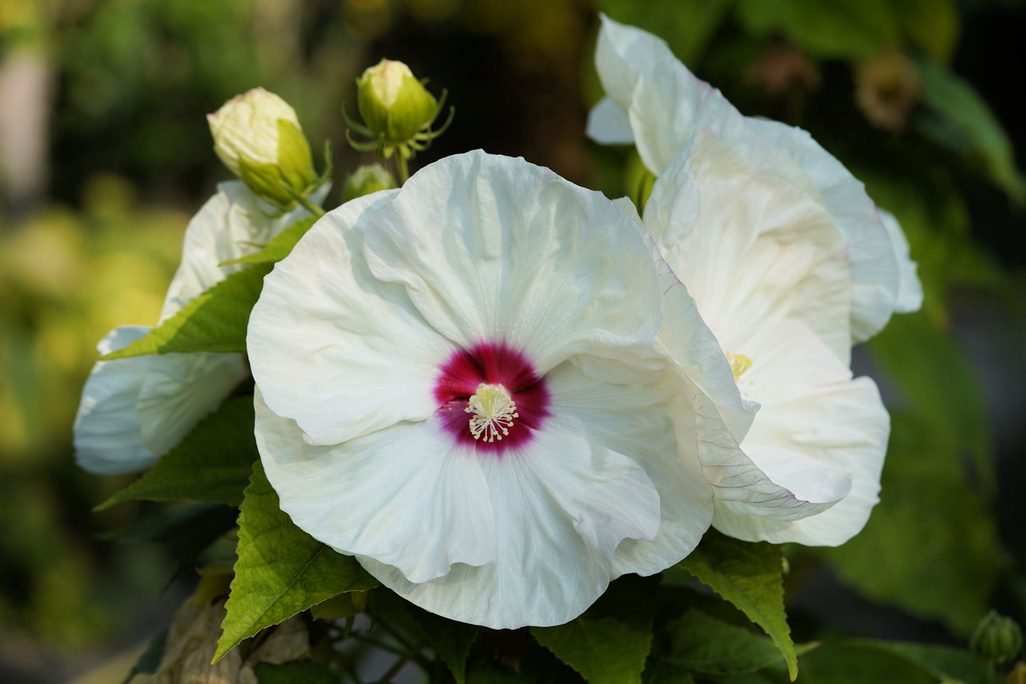 25 Luna WHITE HARDY HIBISCUS Hibiscus Moscheutos Flower Seeds