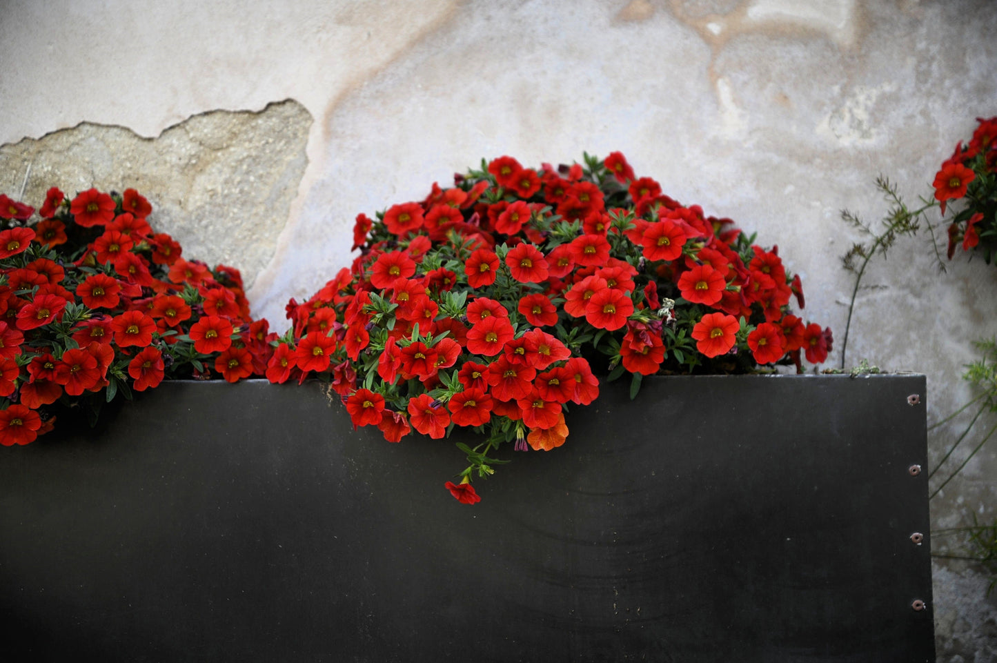 500 Fire Chief RED PETUNIA Nana Compacta Sun Annual AAS Winner Fragrant Hummingbird Flower Seeds