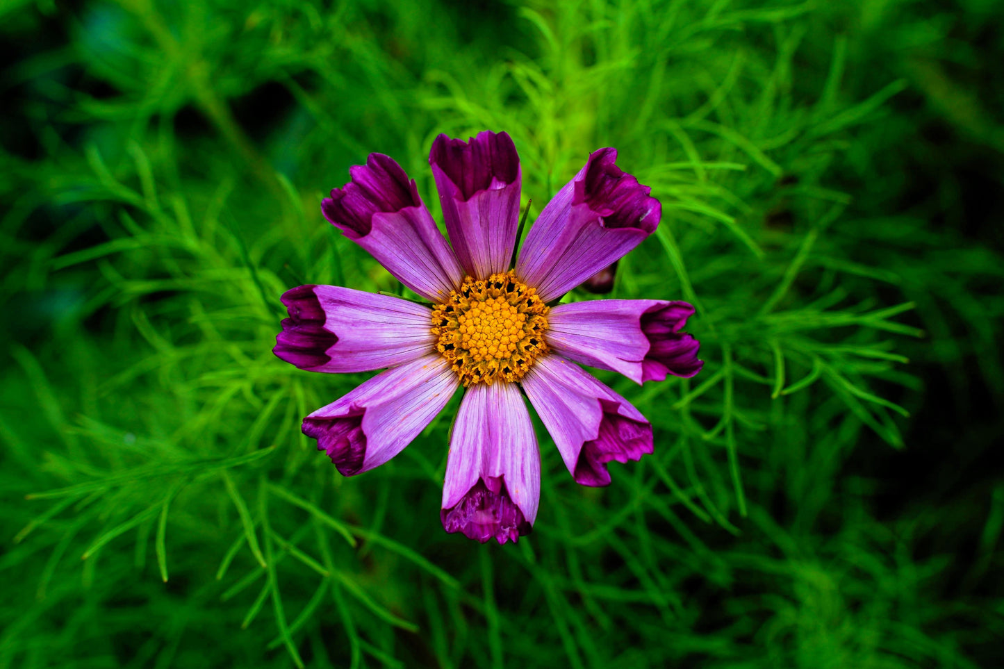 200 COSMOS SEASHELLS Cosmos Bipinnatus Sea Shells Flower Seeds