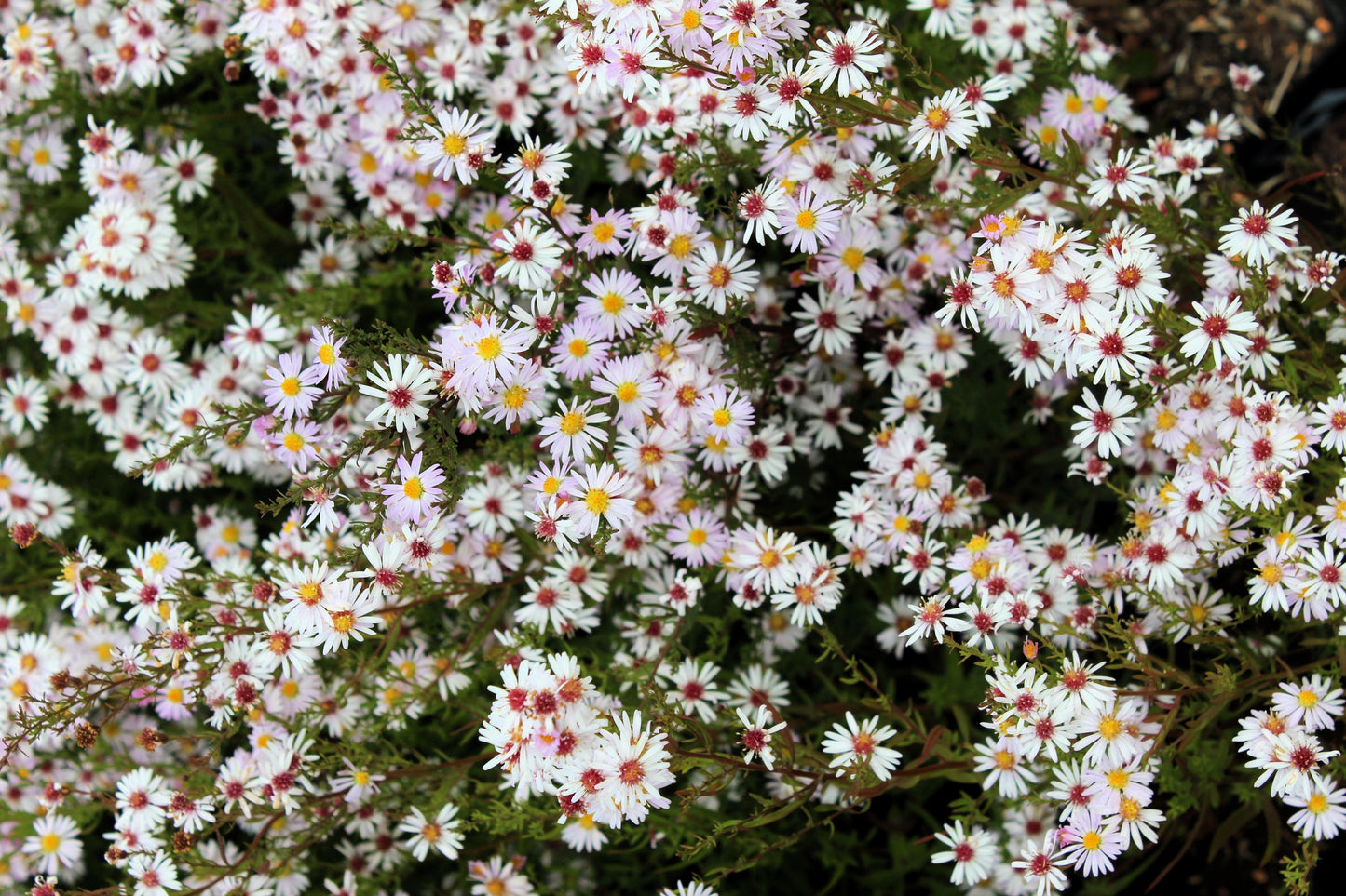 100 WHITE HEATH ASTER Prairie Ericoides Flower Seeds