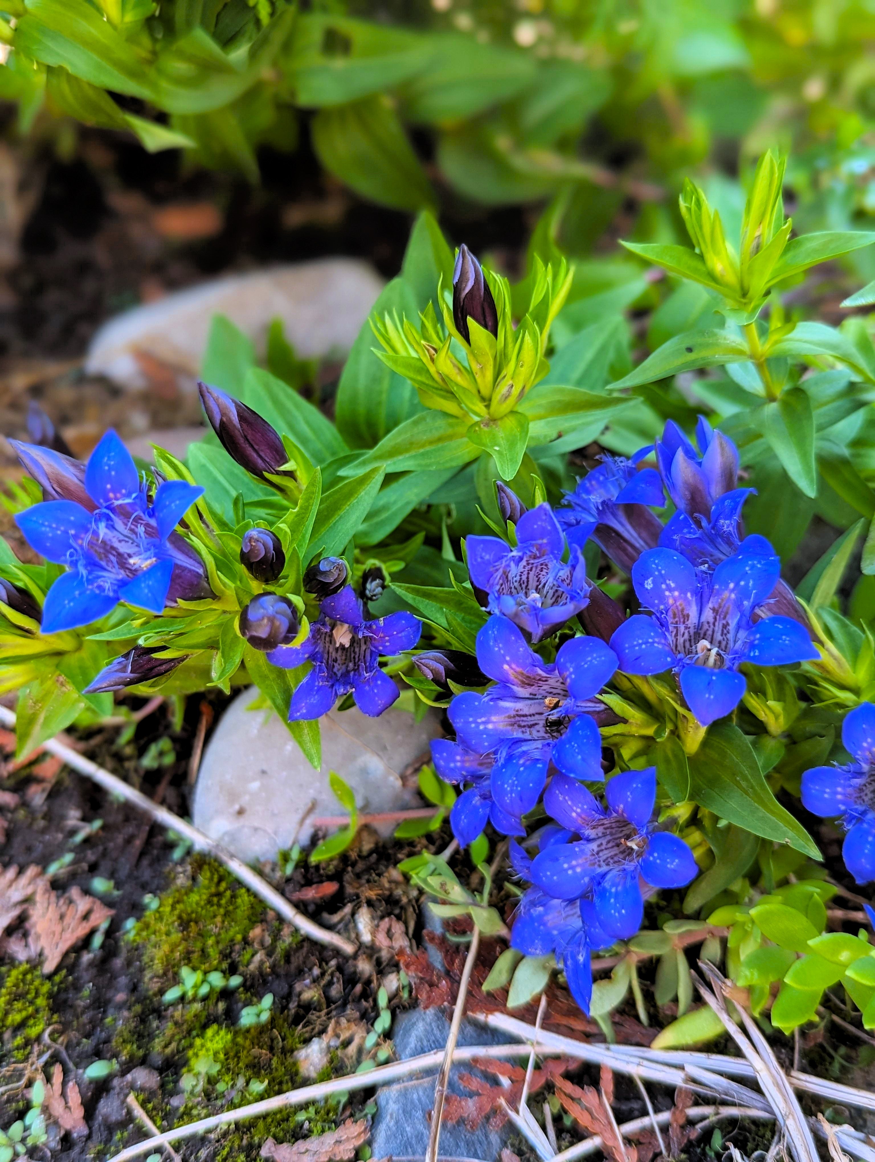 Grow Something Beautiful: 30+ Fringed Dark Blue Gentian Flower Seeds – Perennial (Gentianopsis Crinita)