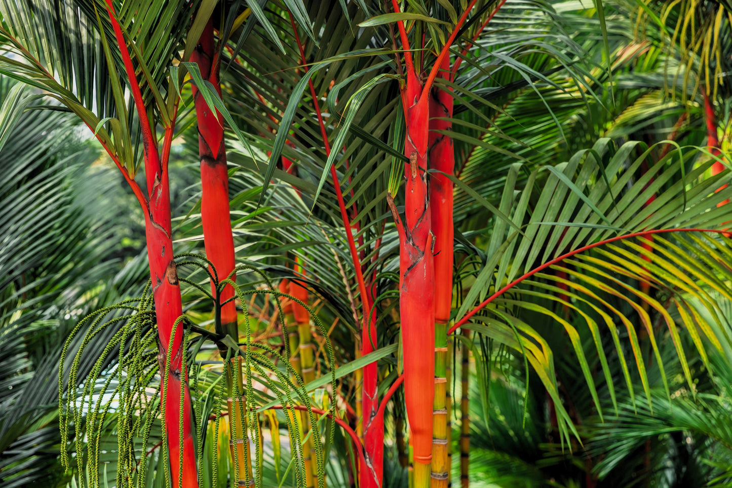 10 Red LIPSTICK PALM Sealing Wax Palm Cyrtostachys Renda Tree Houseplant Seeds