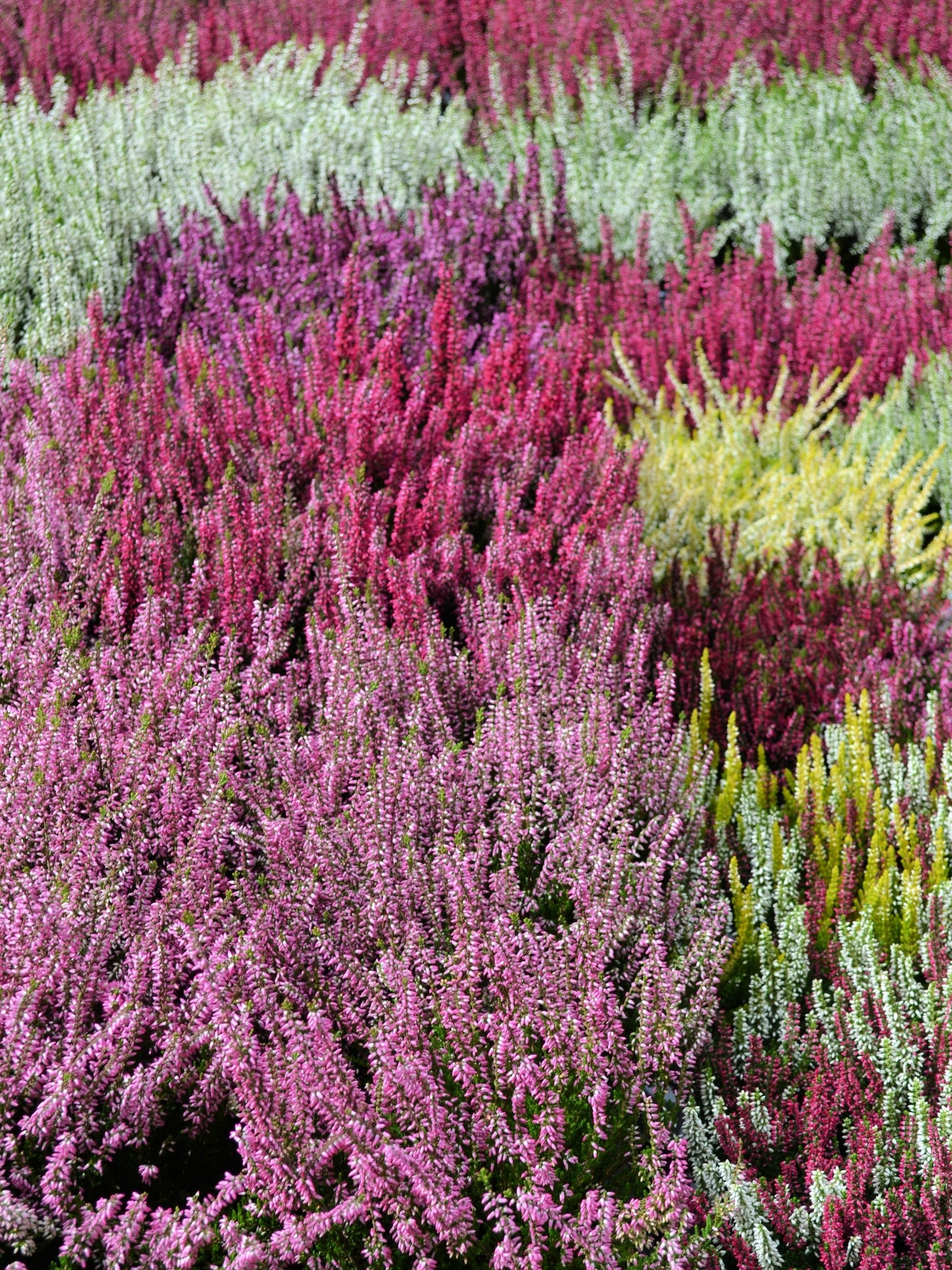 100 Organic BRILLIANT RAINBOW QUINOA Mix Mixed Colors Chenopodium Grain Greens Vegetable Seeds