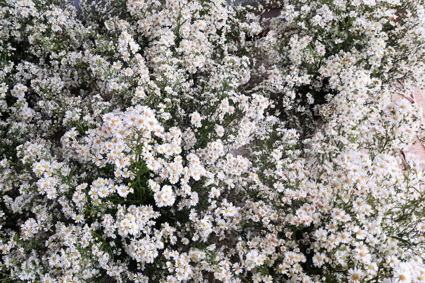 100 WHITE HEATH ASTER Prairie Ericoides Flower Seeds