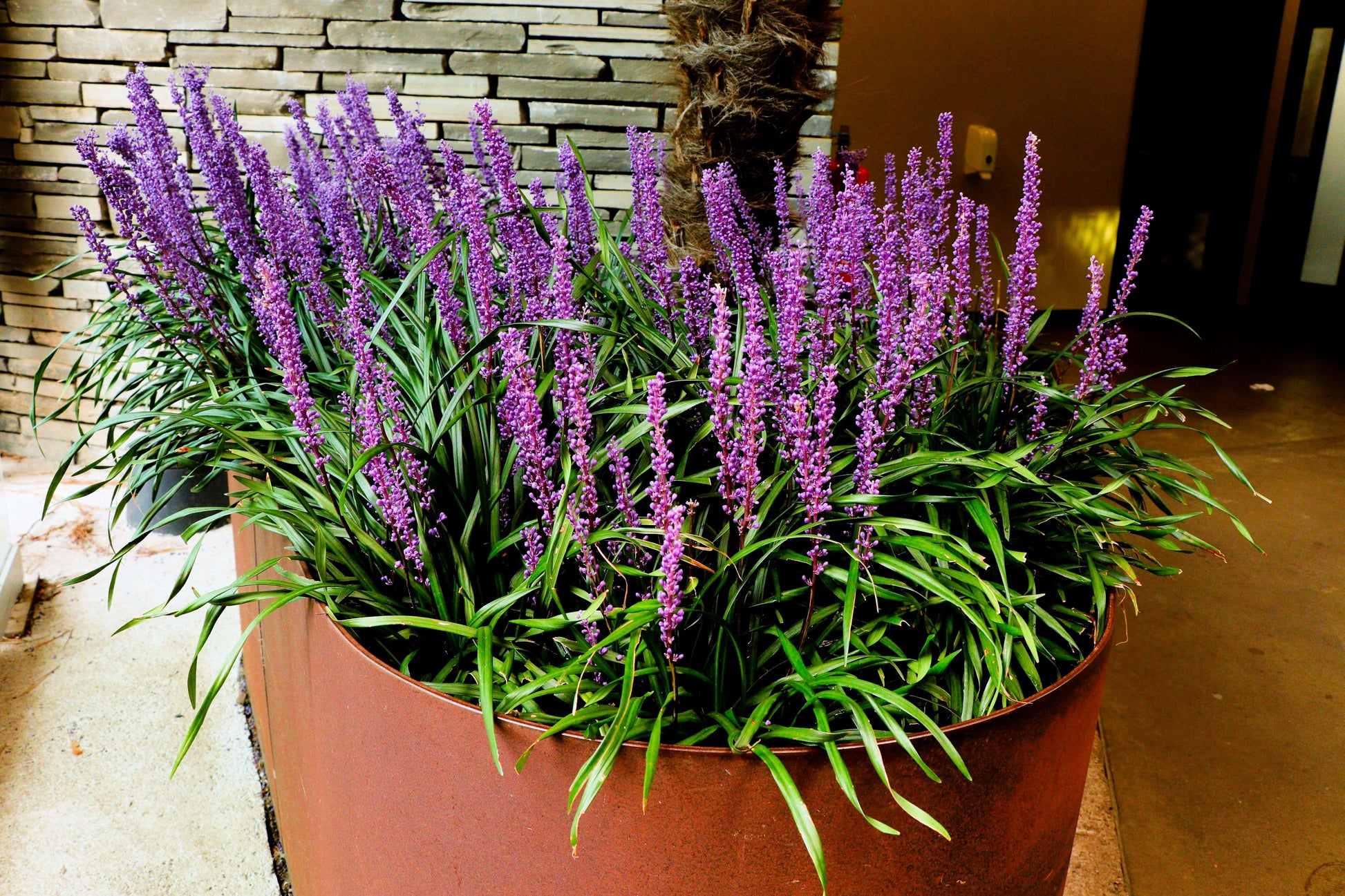planting monkey grass seeds 5 LILYTURF Liriope Muscari aka Big Blue Lily Turf / Monkey Grass Flower Seeds