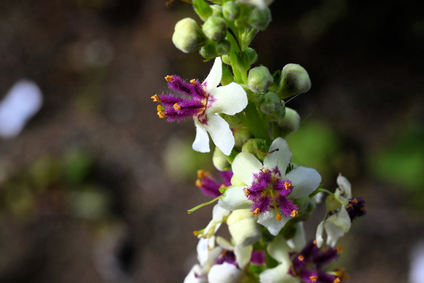 100 WHITE BLUSH VERBASCUM Blattaria Albiflorum Moth Mullein Flower Seeds