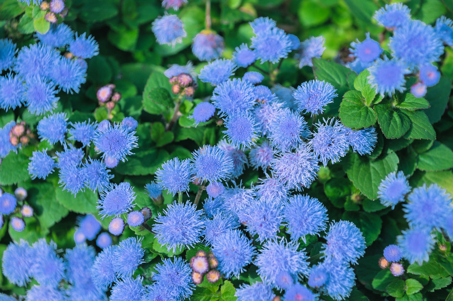 250 Dwarf BLUE BEDDER AGERATUM aka Floss Flower Ageratum Houstonianum Flower Seeds