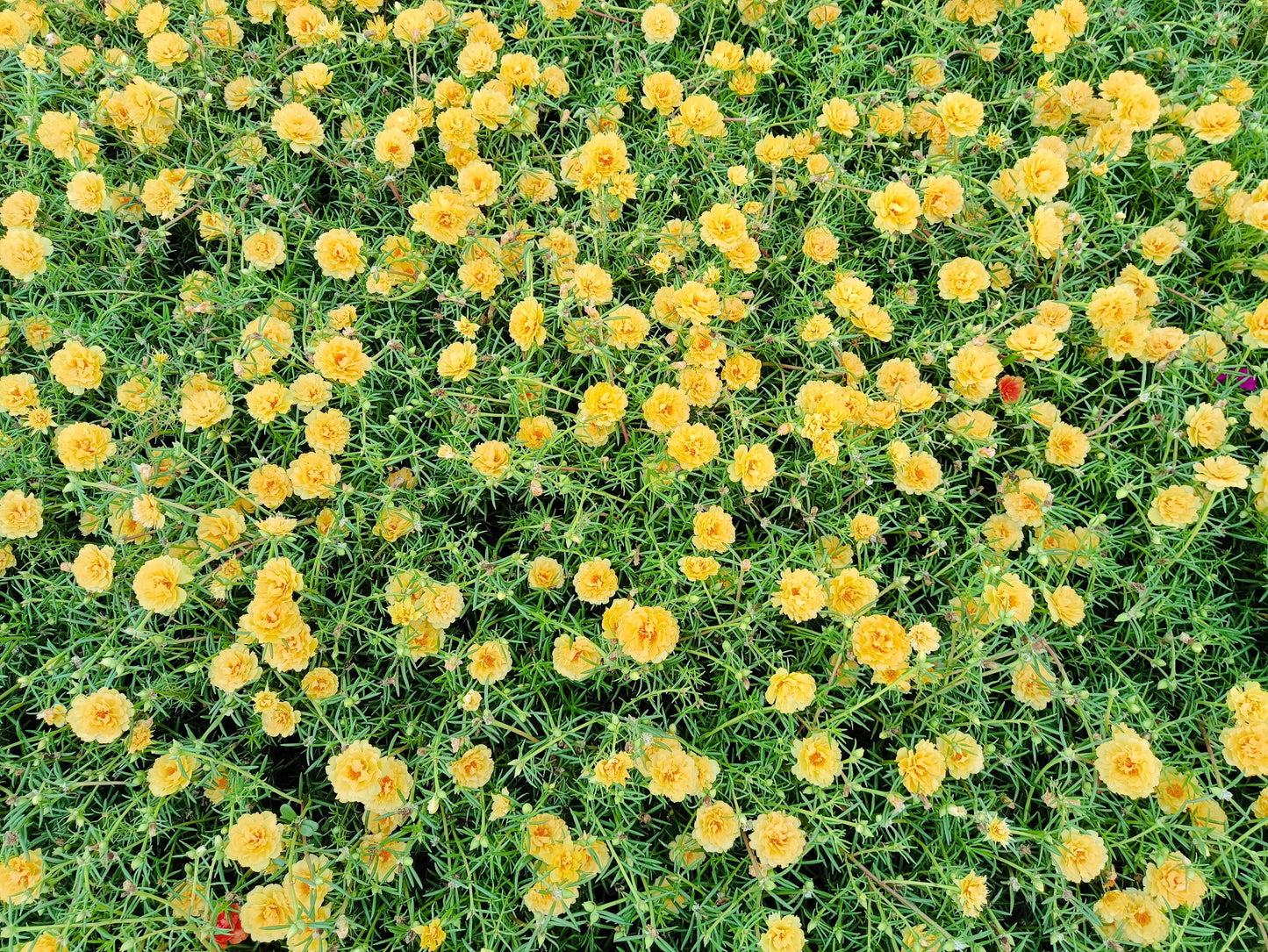 100 Yellow PORTULACA MOSS ROSE Portulaca Grandiflora Succulent Flower Seeds