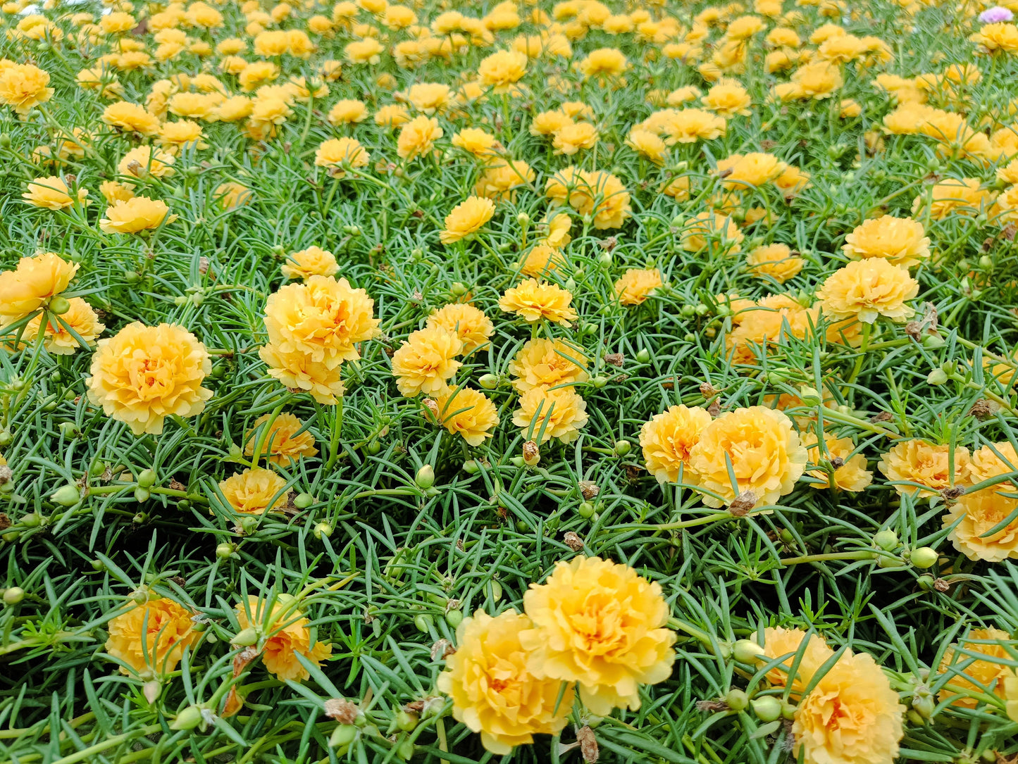 100 Yellow PORTULACA MOSS ROSE Portulaca Grandiflora Succulent Flower Seeds