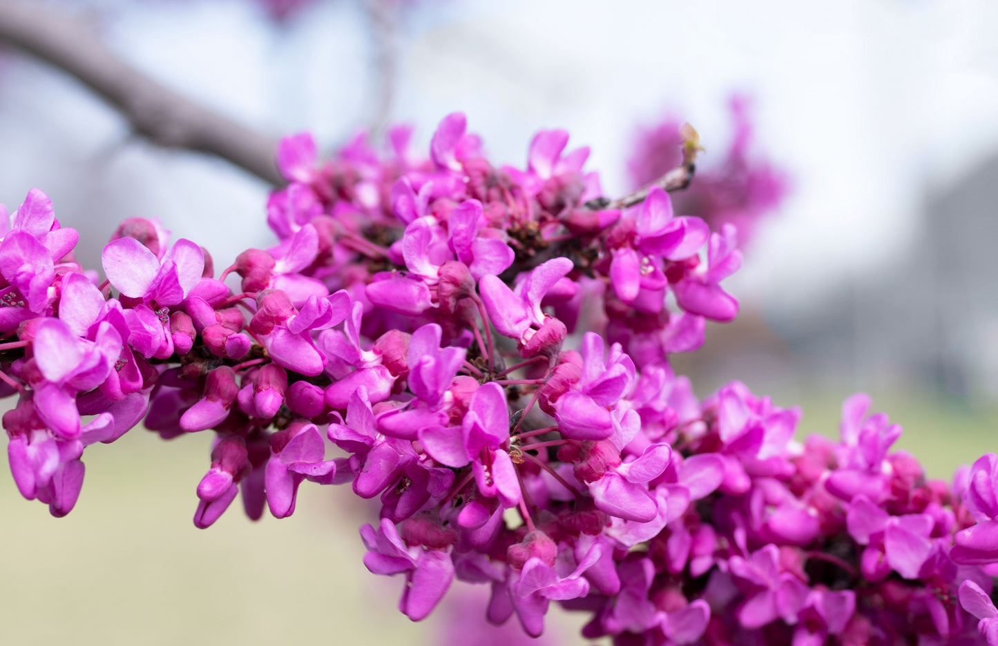 40 GIANT REDBUD TREE Cercis Gigantea Pink Purple Flower Seeds