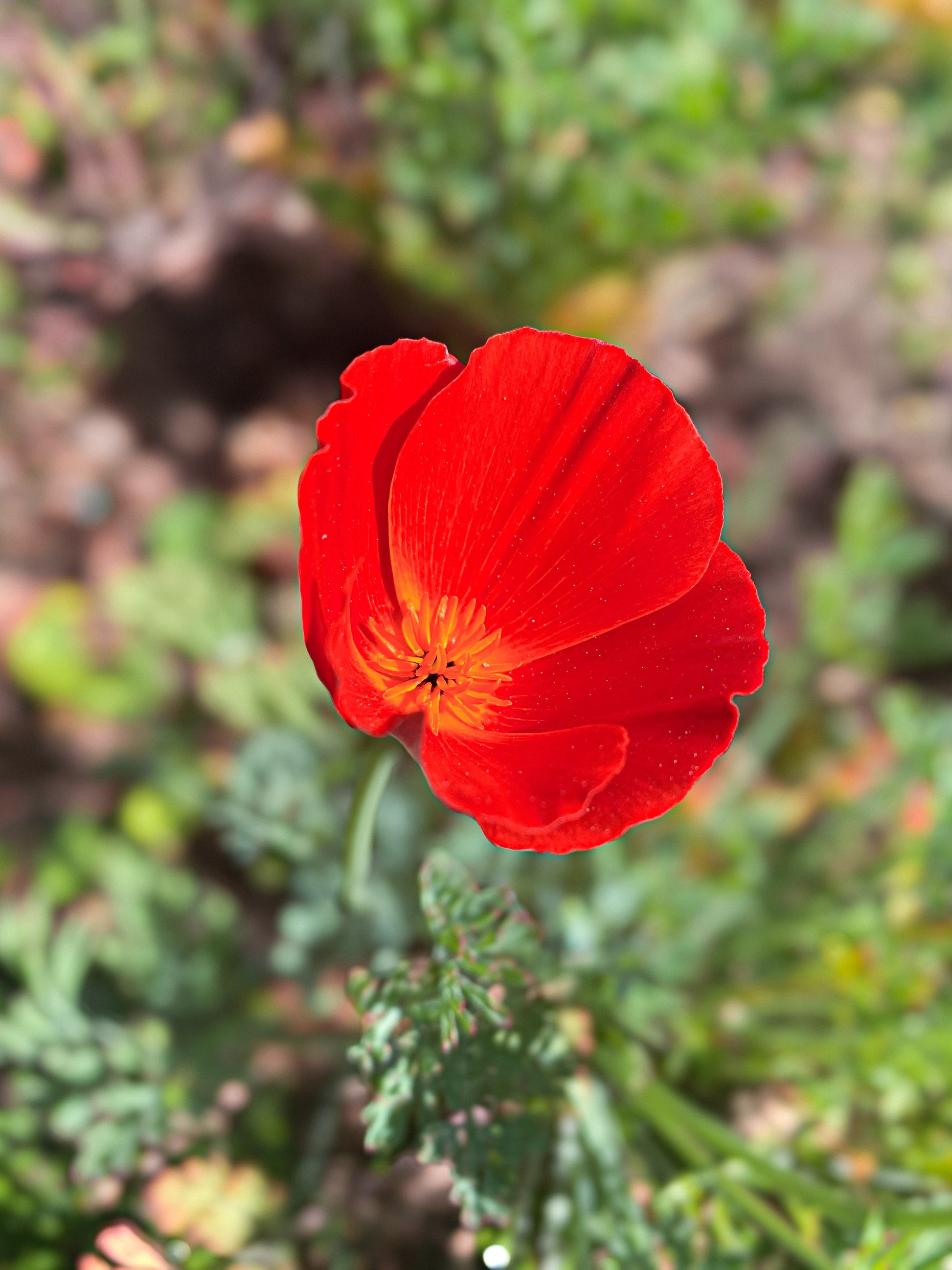 california flower seeds 100 RED CALIFORNIA POPPY Eschscholzia Californica Native Flower Seeds