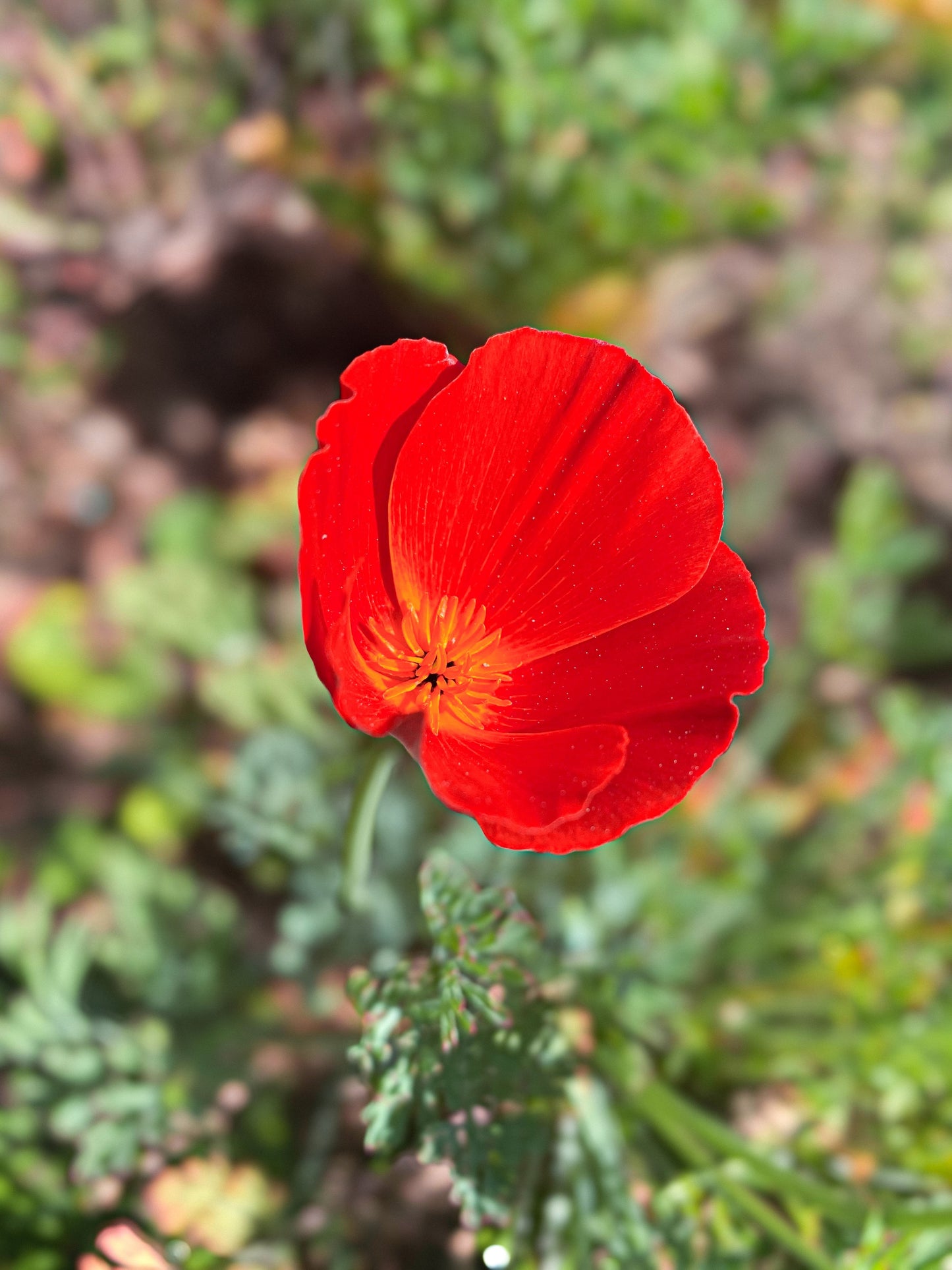 100 RED CALIFORNIA POPPY Eschscholzia Californica Native Flower Seeds