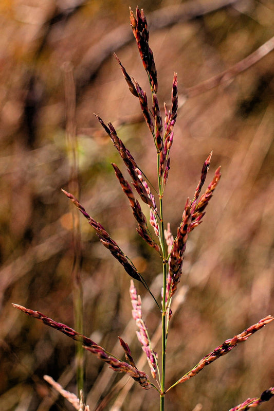 100 PURPLETOP GRASS Purple Tall Red Top Ornamental Triodia Flava Seeds