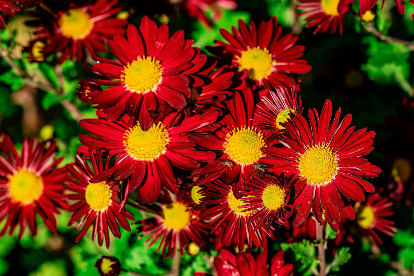 100 RED ROBINSONS DAISY Painted Chrysanthemum Coccineum Pyrethrum Flower Seeds