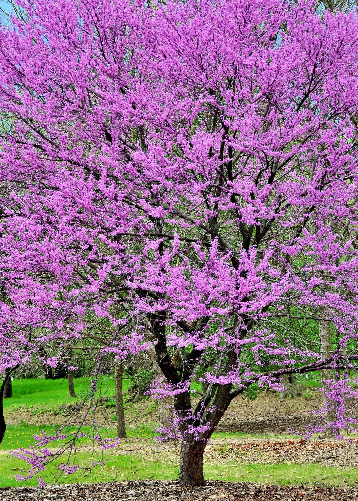 40 GIANT REDBUD TREE Cercis Gigantea Pink Purple Flower Seeds