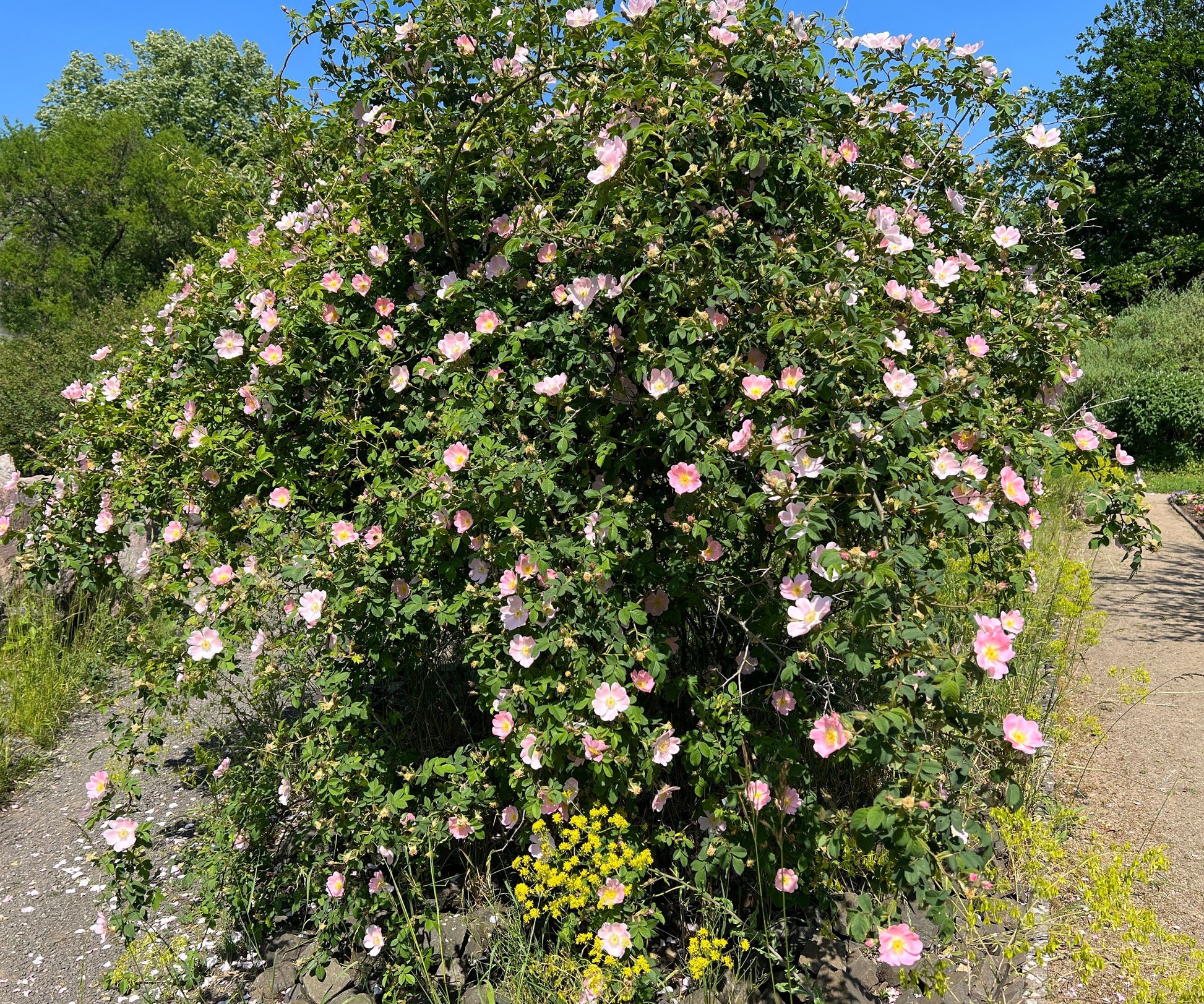 50 Thornless Pink DOG BRIER ROSE Bush Rosa Canina Inermis Victory Gard –  Seedville USA