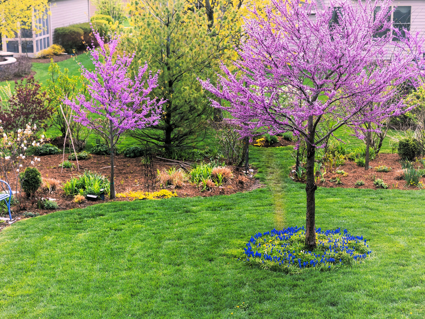 40 GIANT REDBUD TREE Cercis Gigantea Pink Purple Flower Seeds