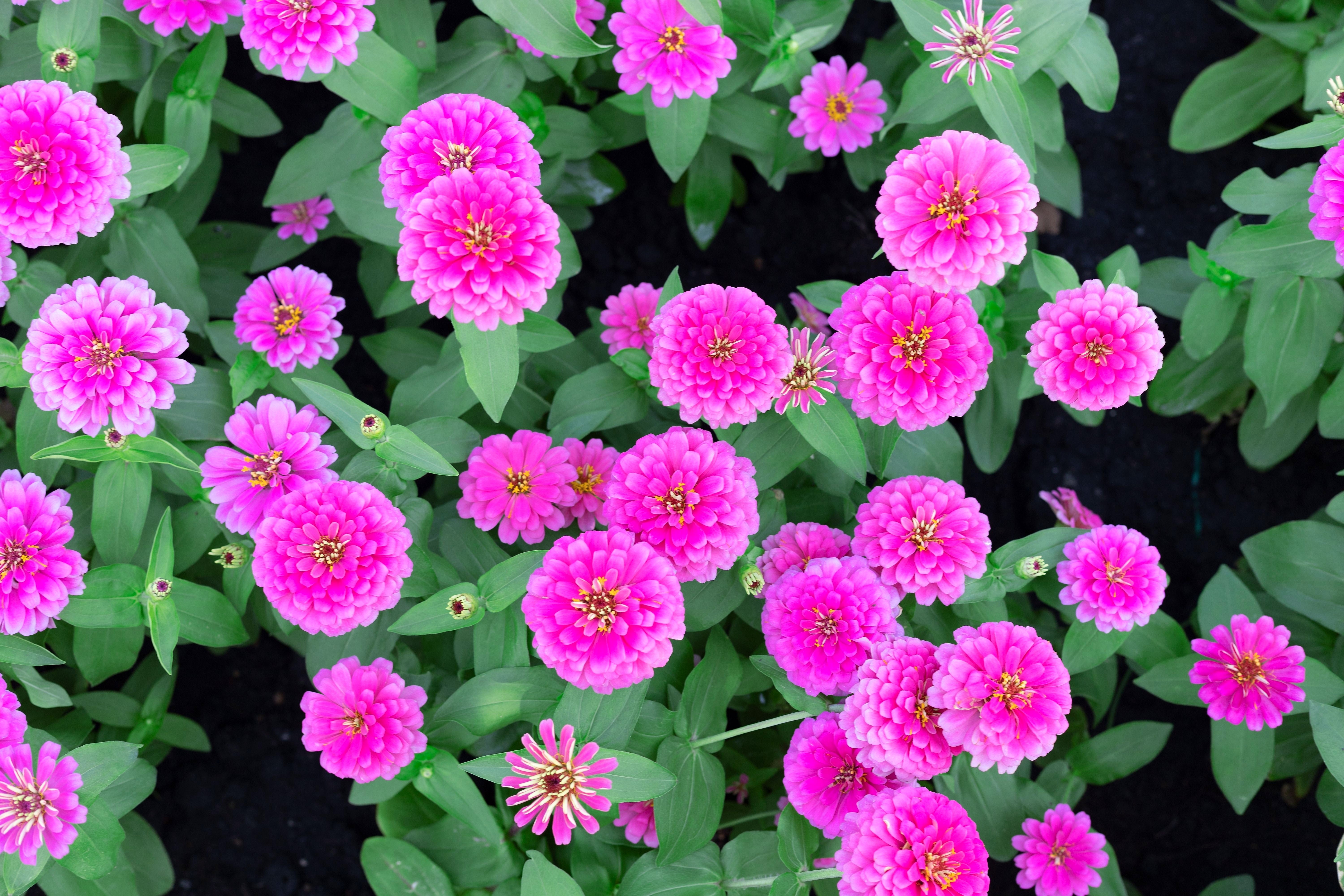 250 VIOLET QUEEN ZINNIA Elegans Purple Double Dahlia Heirloom
