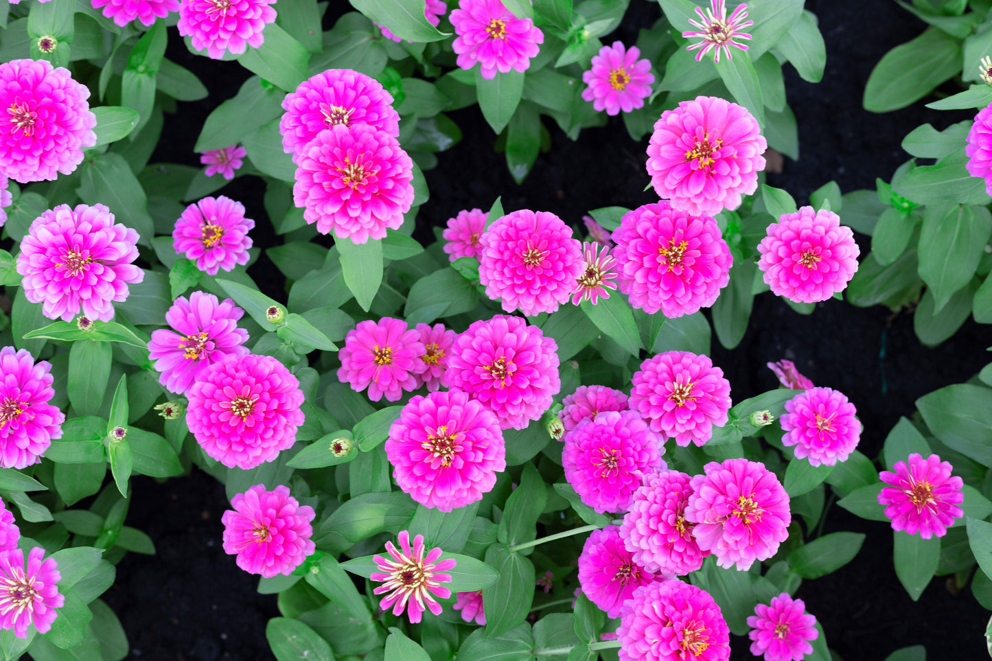 250 VIOLET QUEEN ZINNIA Elegans Purple Double Dahlia Heirloom Flower Seeds