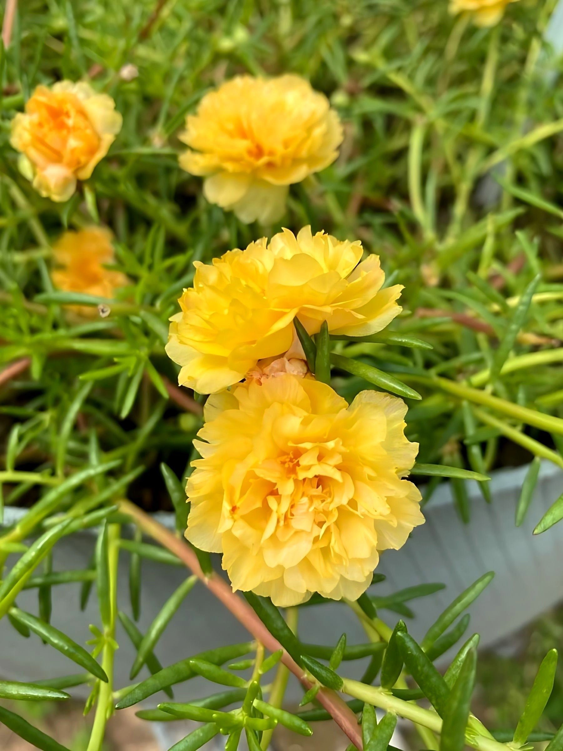 portulaca succulent 100 Yellow PORTULACA MOSS ROSE Portulaca Grandiflora Succulent Flower Seeds