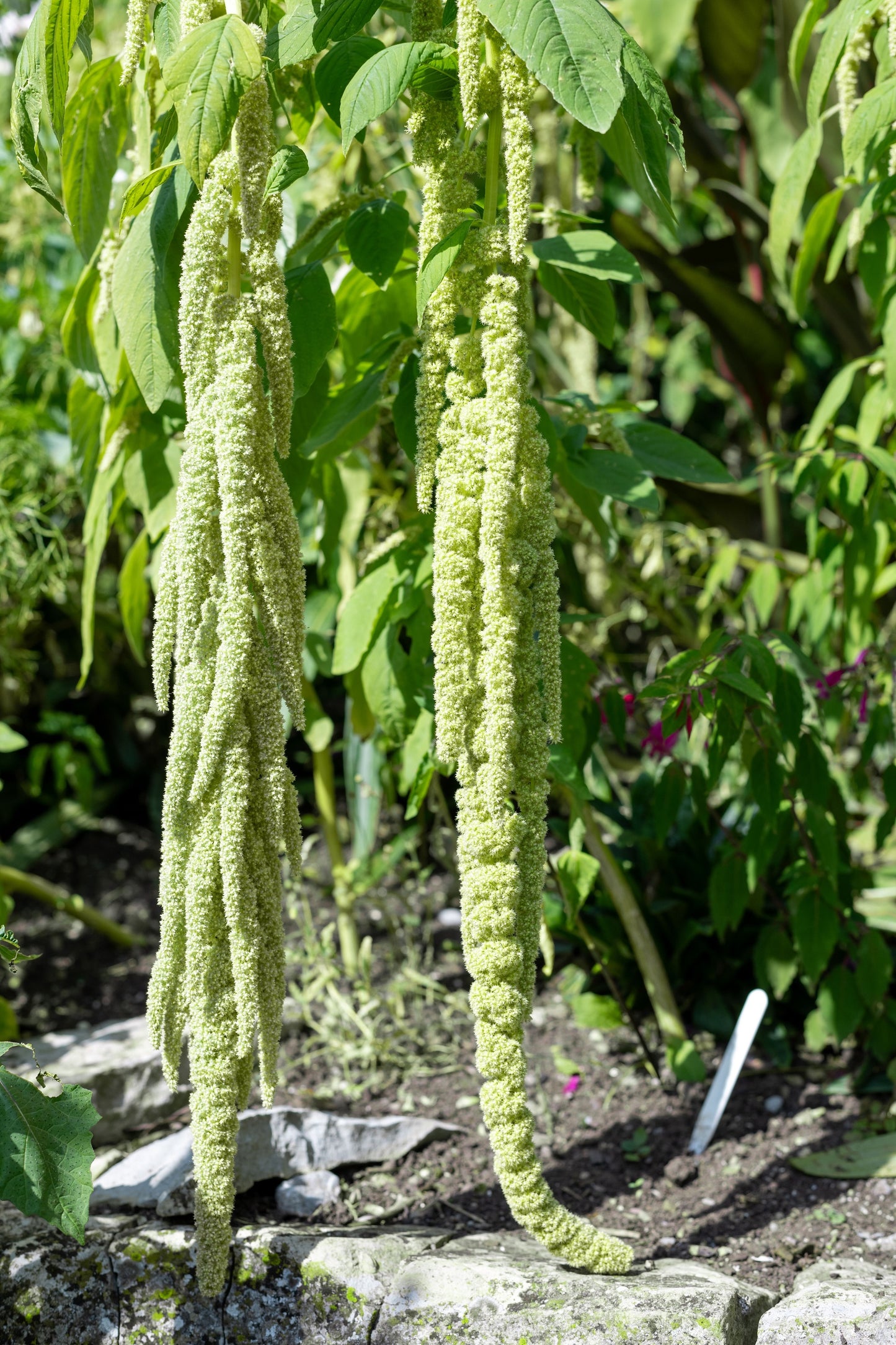 150 AMARANTHUS GREEN TAILS Amaranthus Caudatus Flower Seeds