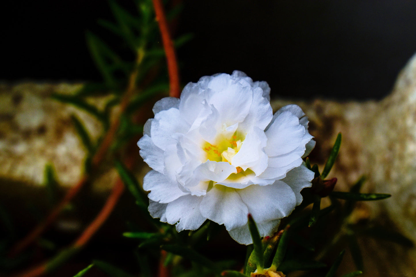 100 White PORTULACA Grandiflora / MOSS ROSE Succulent Flower Seeds