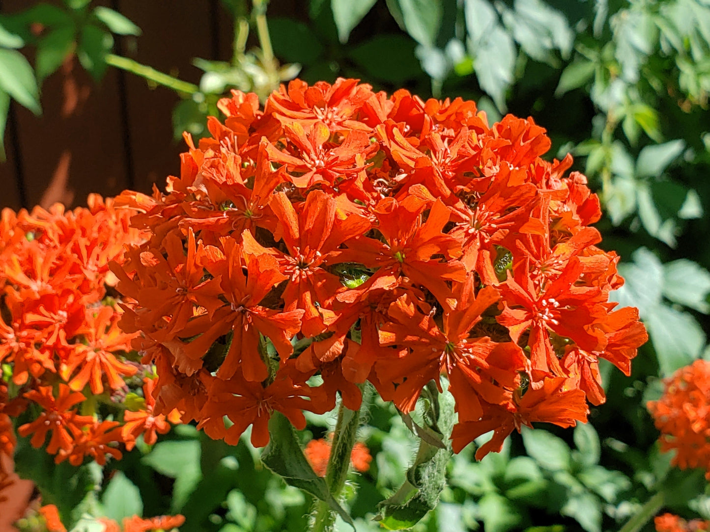 300 MALTESE CROSS Jerusalem Cross Lychnis Campion Chalcedonica Flower Seeds