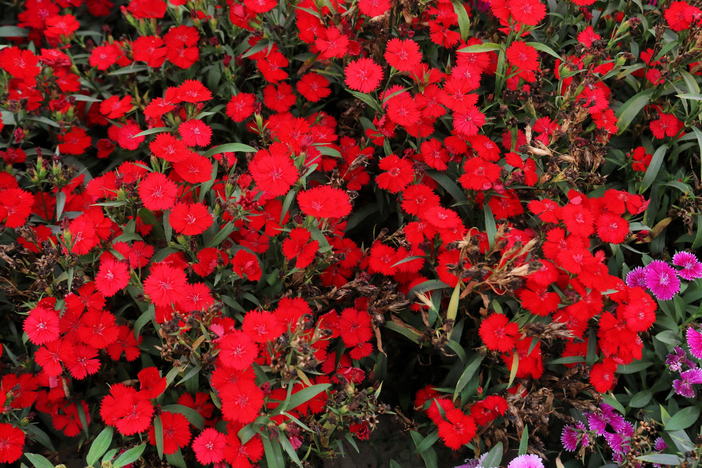 500 MIXED CHINESE PINKS China Rainbow Pink Dianthus Chinensis Bicolor Flower Seeds