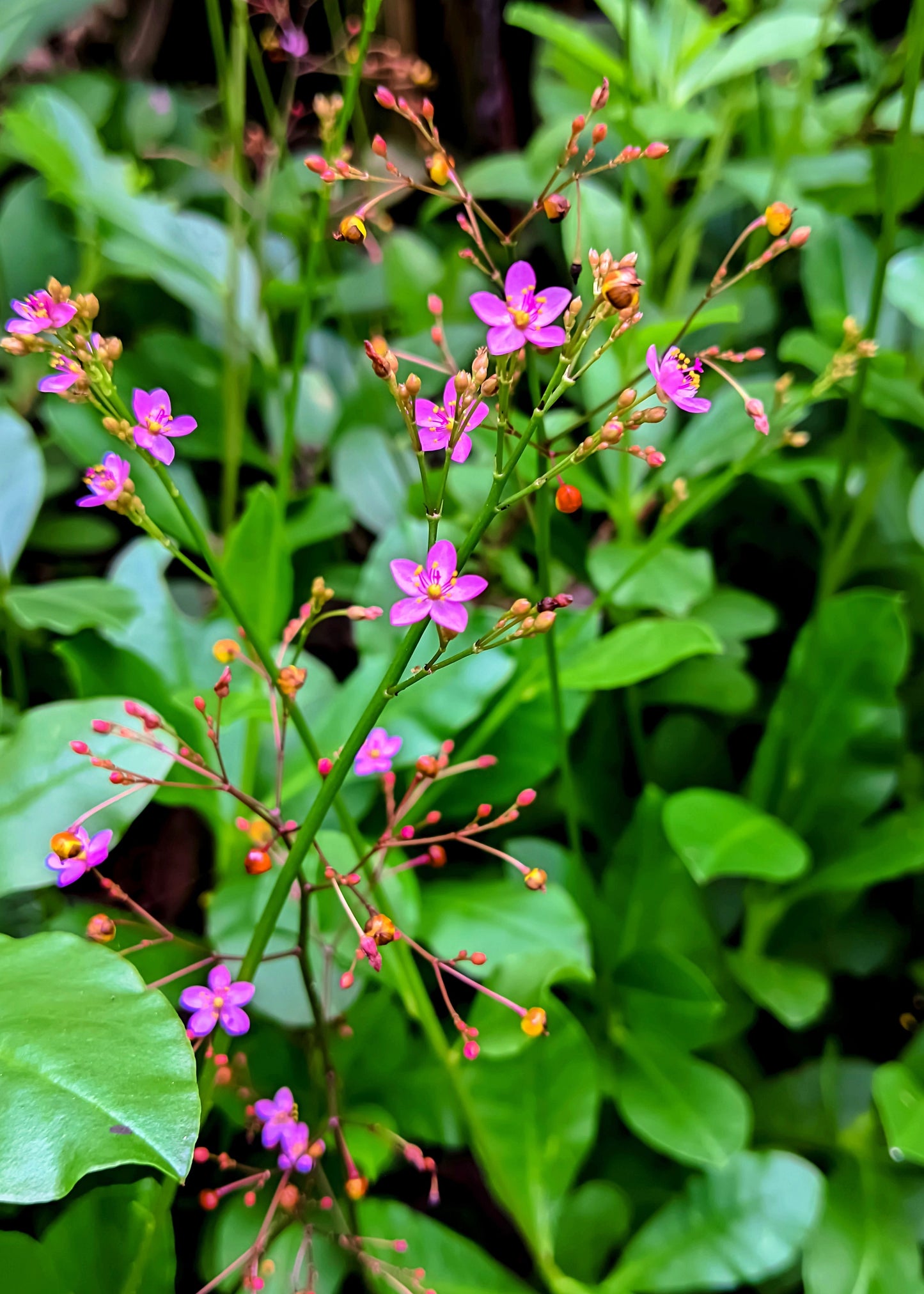 150 FAME FLOWER Jewels of Opar Talinum Paniculatum Portulaca Patens Fameflower Vegetable Leaf Seeds