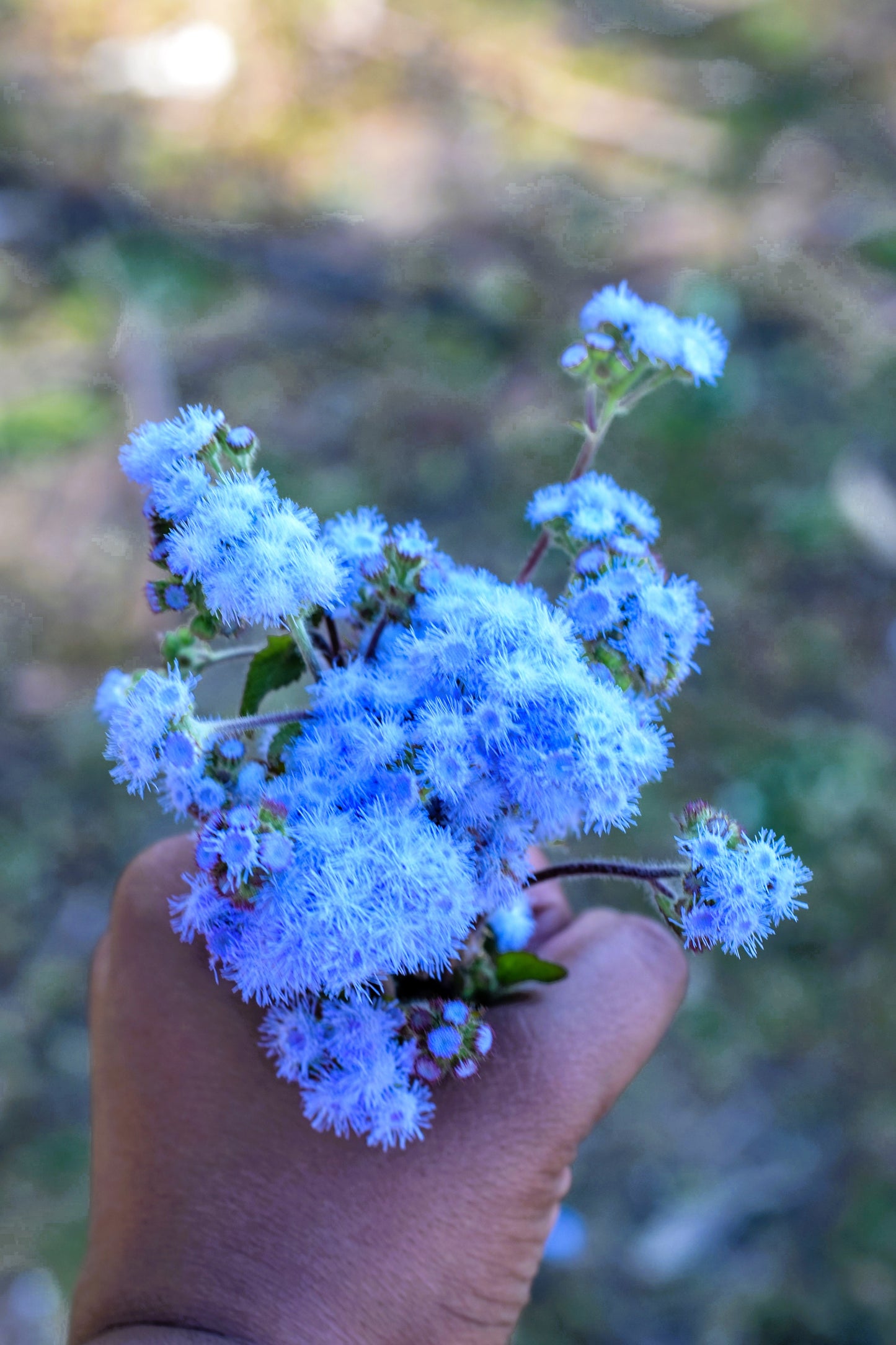 250 Dwarf BLUE BEDDER AGERATUM aka Floss Flower Ageratum Houstonianum Flower Seeds