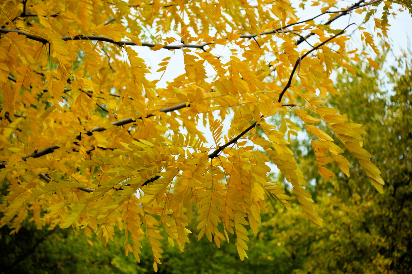 10 Thornless HONEYLOCUST Gleditsia Triacanthos Inermis Imperial Honey Locust Golden Yellow Tree Seeds