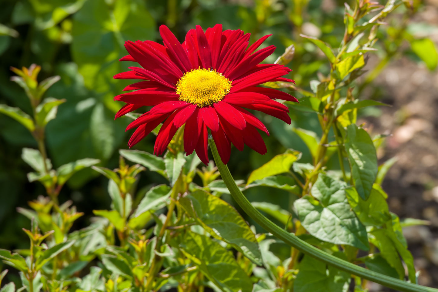 100 RED ROBINSONS DAISY Painted Chrysanthemum Coccineum Pyrethrum Flower Seeds