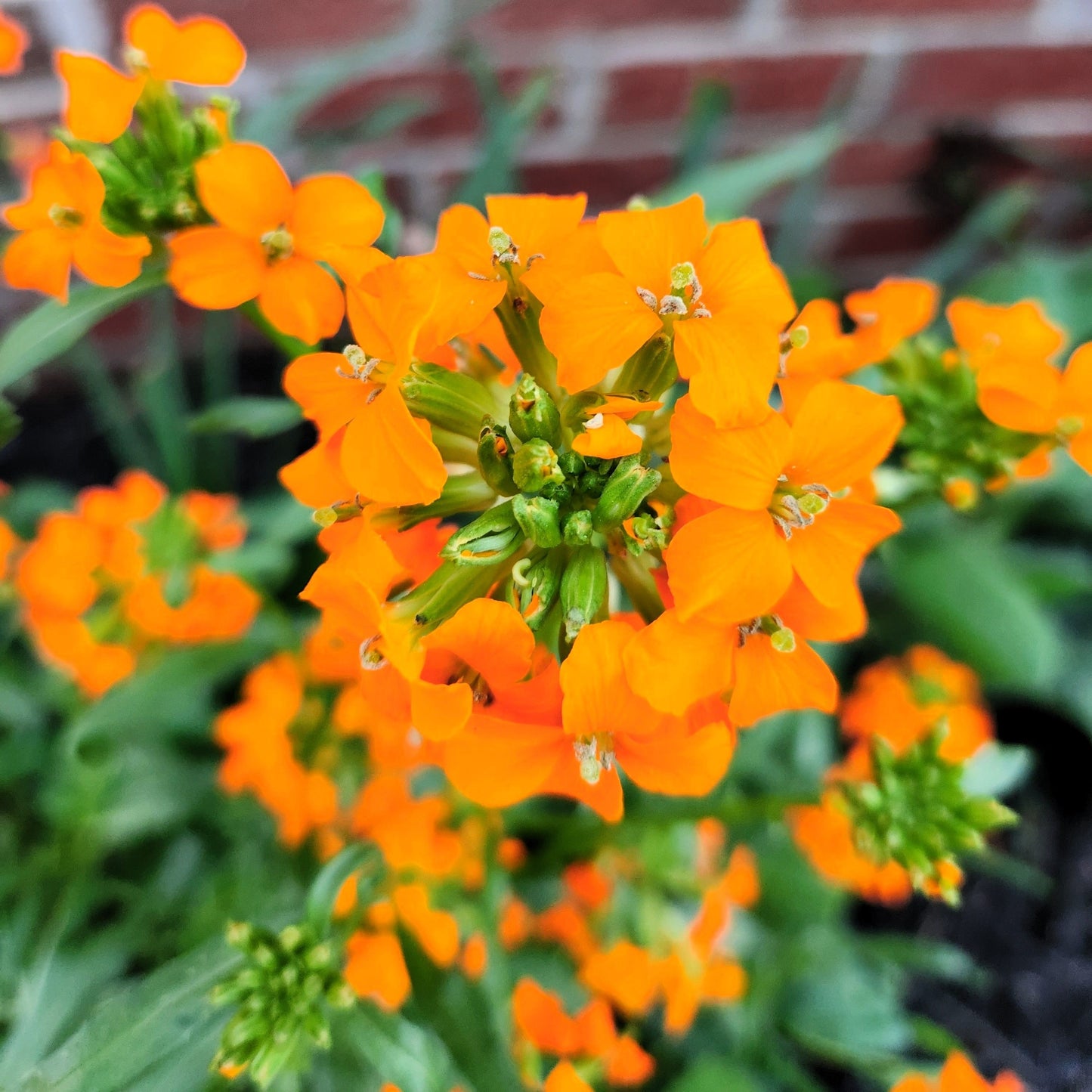 500 SIBERIAN WALLFLOWER Erysimum Cheiranthus Allionii Orange Flower Seeds